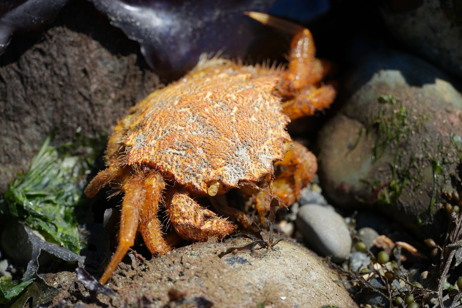 Helmet crab (Telmessus cheiragonus) on rocks among green and dark seaweed, Puget Sound tide pools