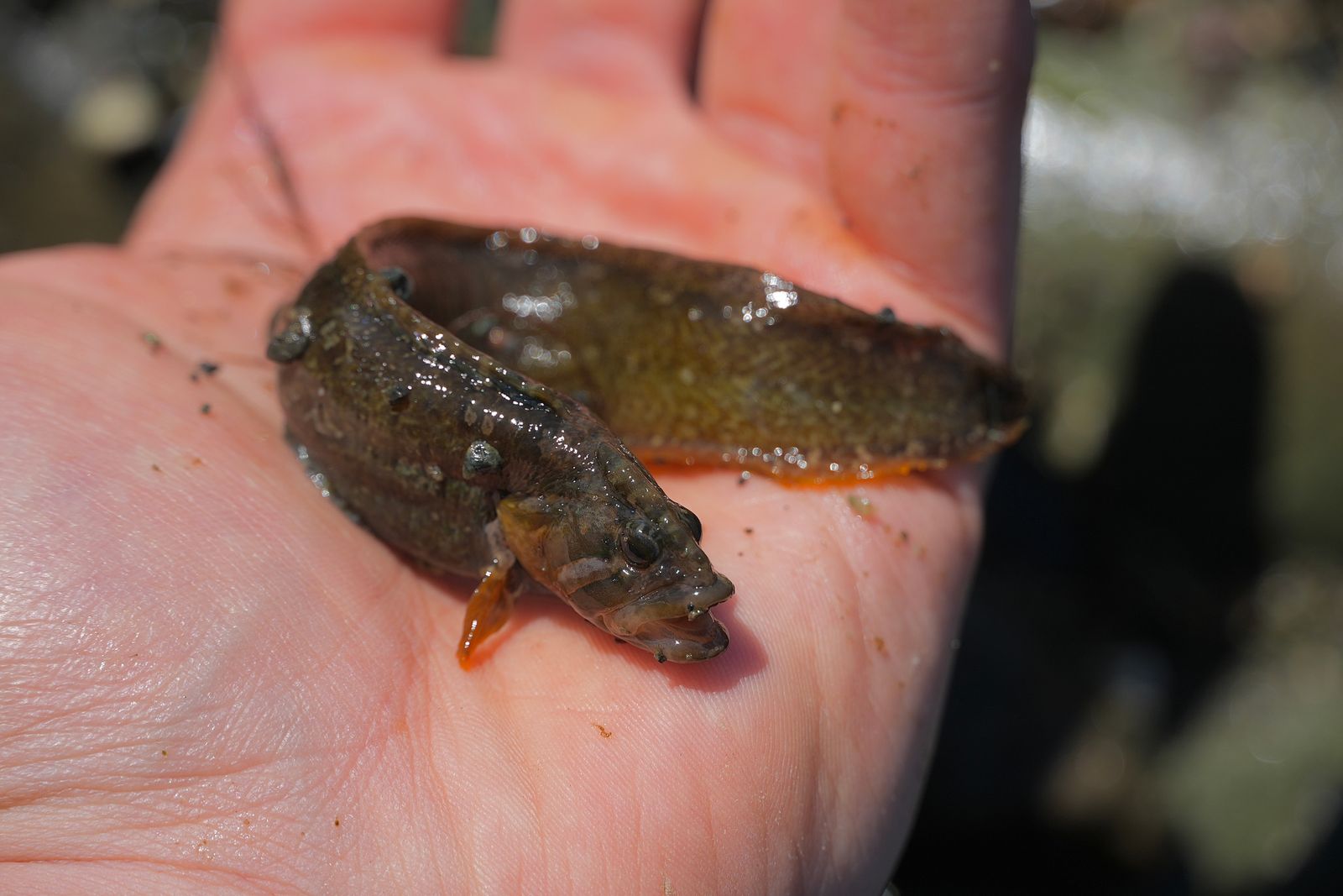 High cockscomb (Anoplarchus purpurescens) with its mouth open in a palm, Puget Sound tide pools