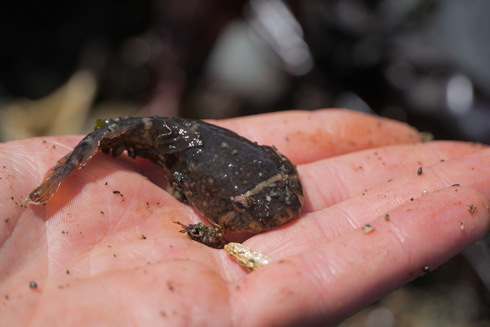Northern clingfish (Gobiesox maeandricus) resting on an open palm, Puget Sound tide pools