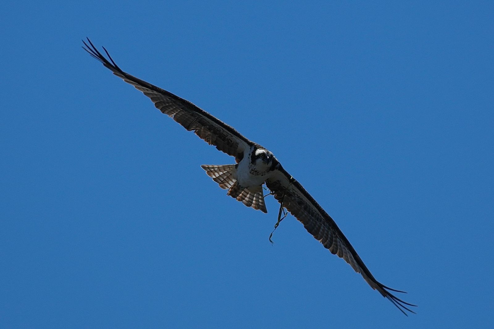 Osprey (Pandion haliaetus) in flight, Puget Sound tide pools
