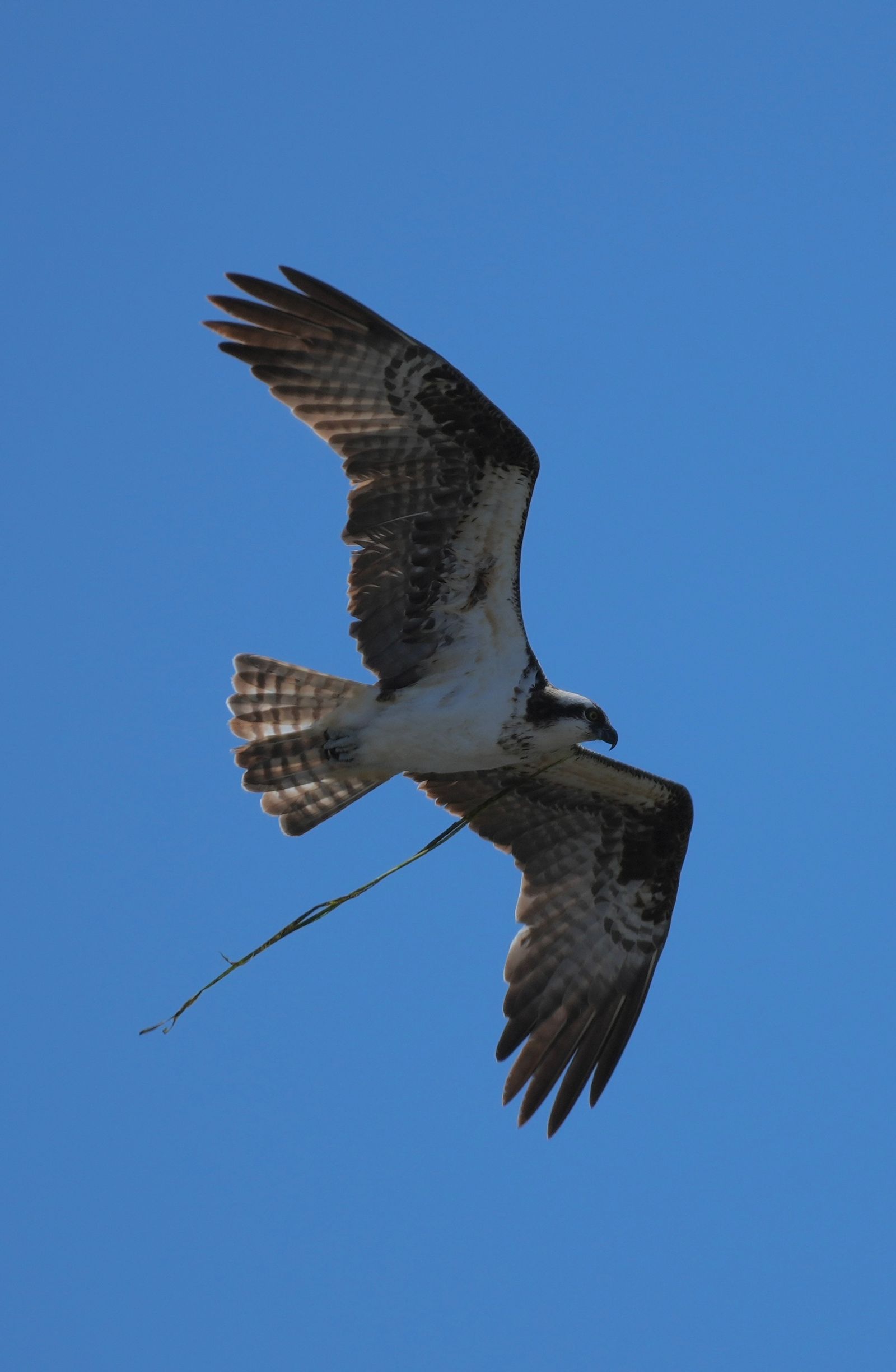 Osprey (Pandion haliaetus) in flight carrying a long twig, Puget Sound tide pools