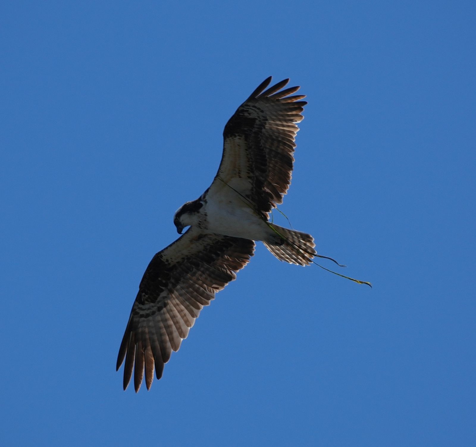 Osprey (Pandion haliaetus) in flight with trailing plant stems, Puget Sound tide pools