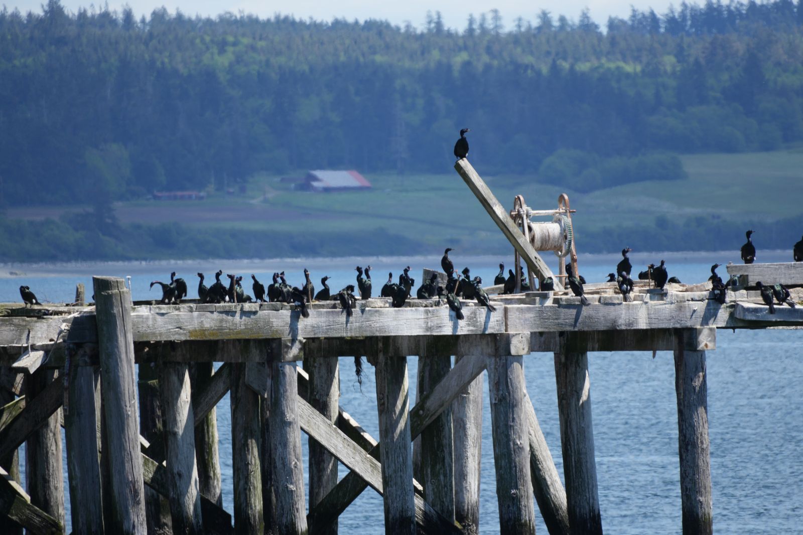 Dark birds perched on a wooden pier above the water, Puget Sound tide pools
