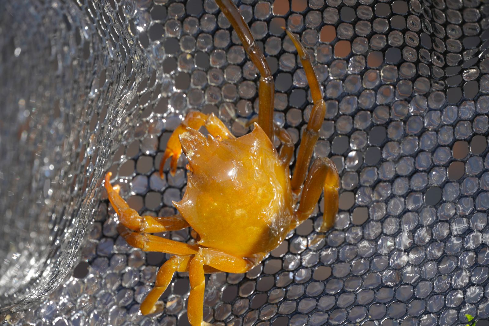 Northern kelp crab (Pugettia producta) on wet mesh, Puget Sound tide pools
