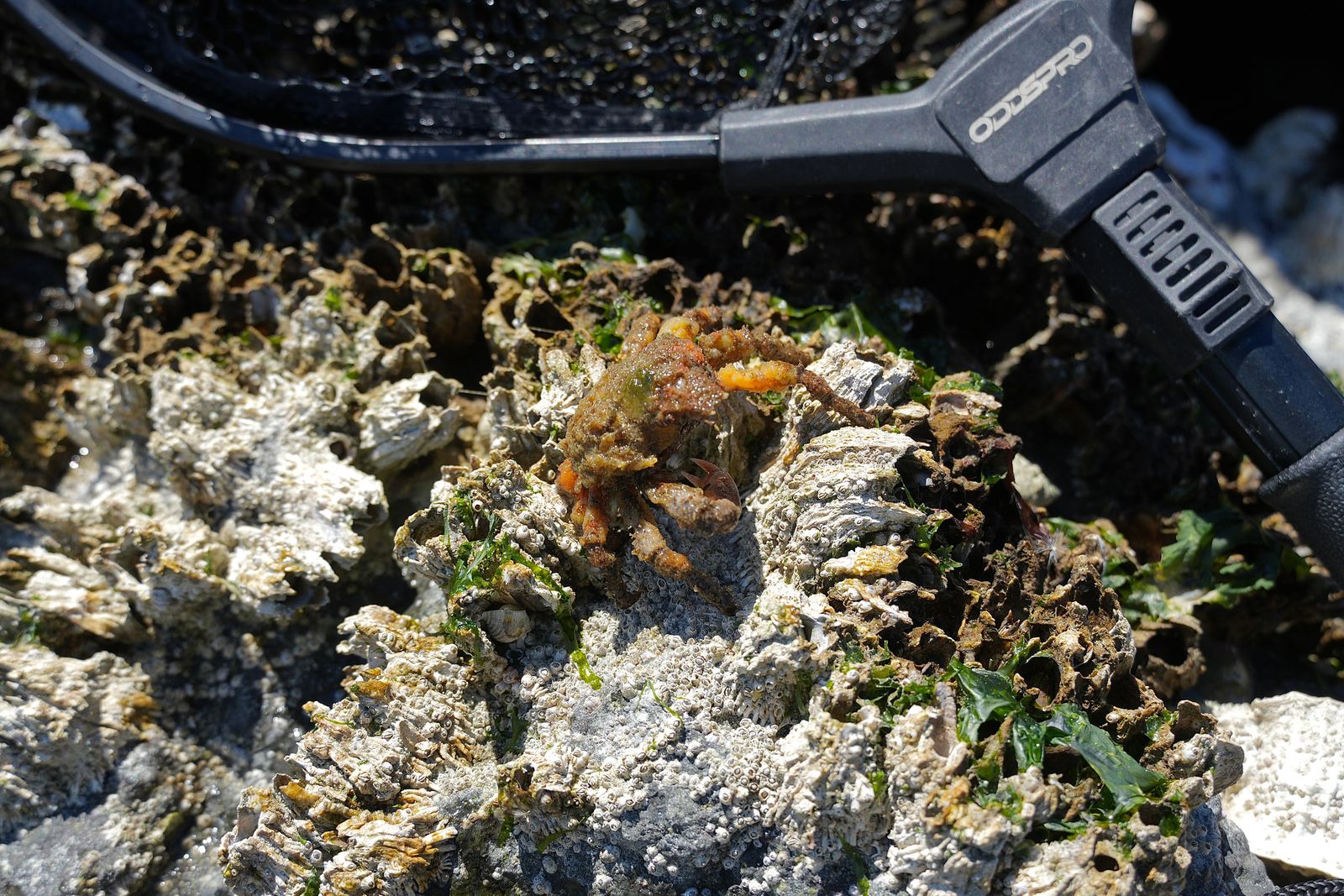 Sharpnose crab (Scyra acutifrons) on barnacle-covered rocks beneath a net, Puget Sound tide pools
