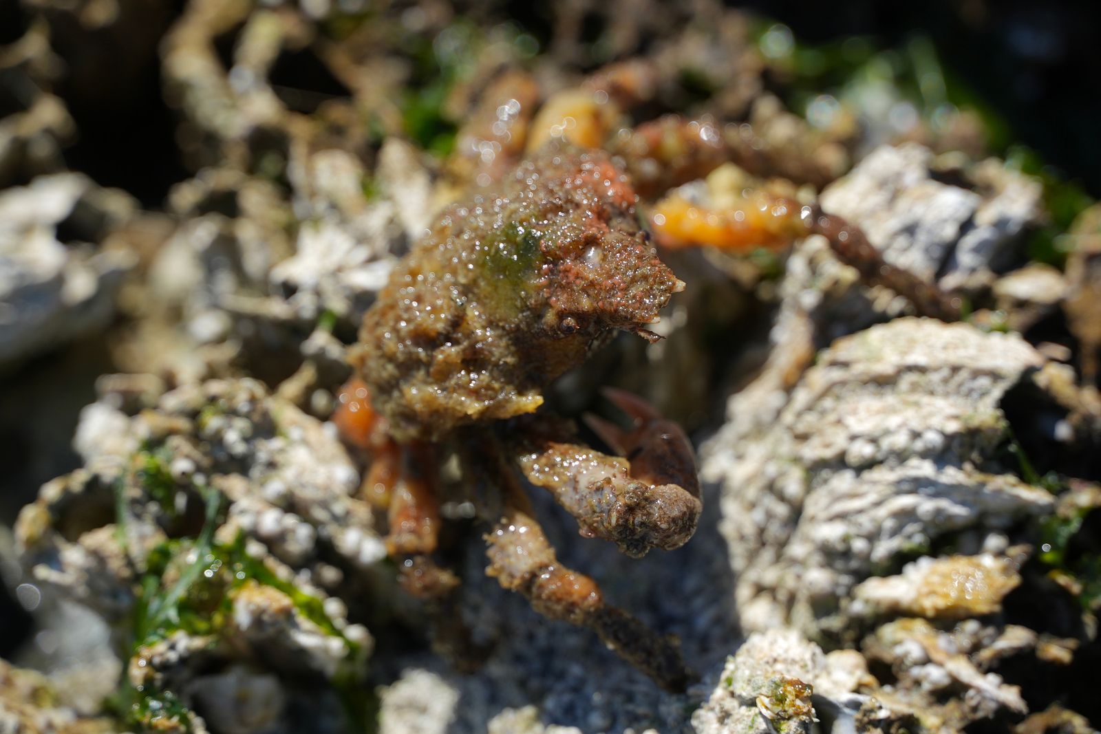 Sharpnose crab (Scyra acutifrons) on barnacle-covered rocks among green algae, Puget Sound tide pools