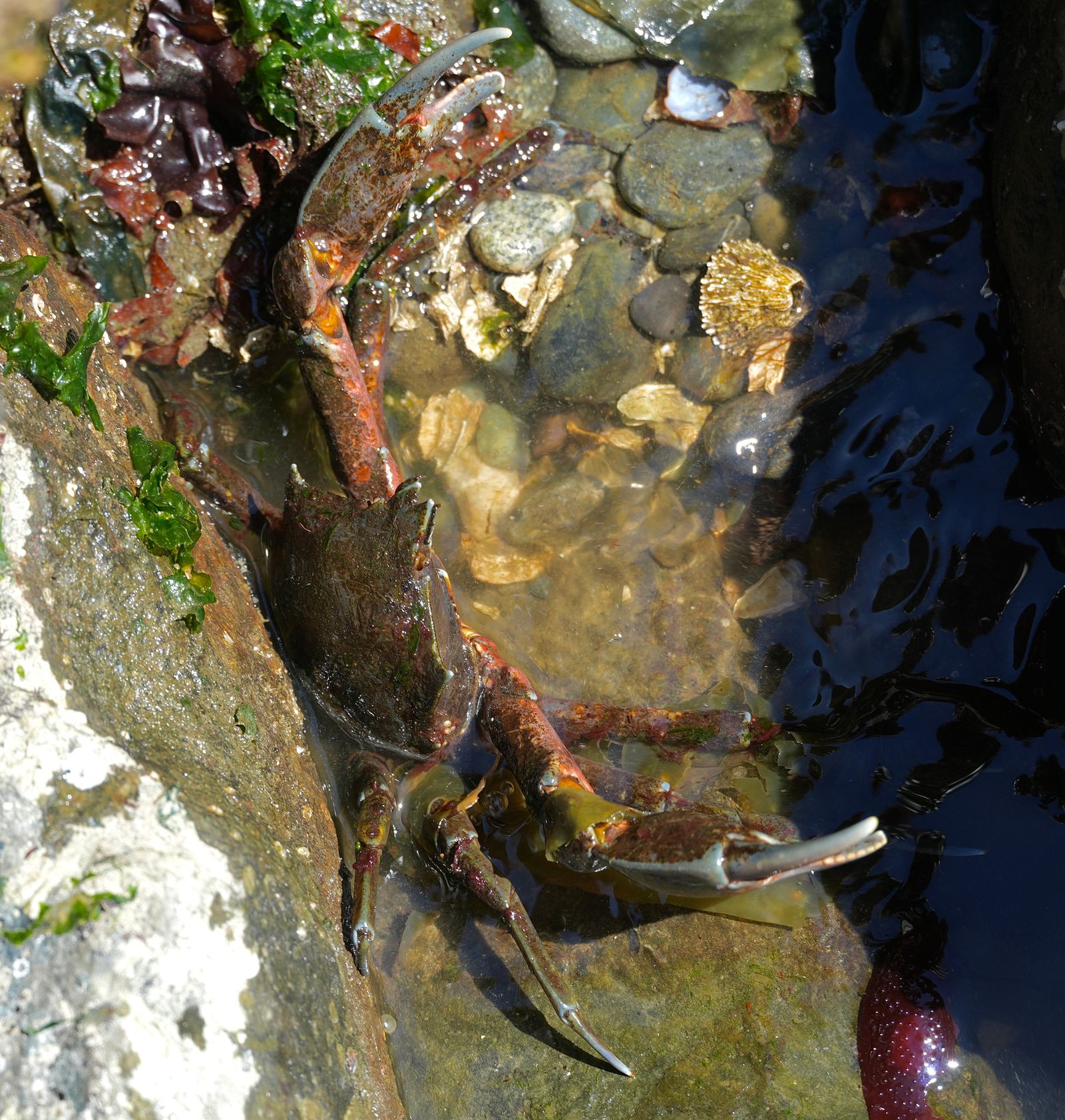 Northern kelp crab (Pugettia producta) among submerged rocks and seaweed, Puget Sound tide pools