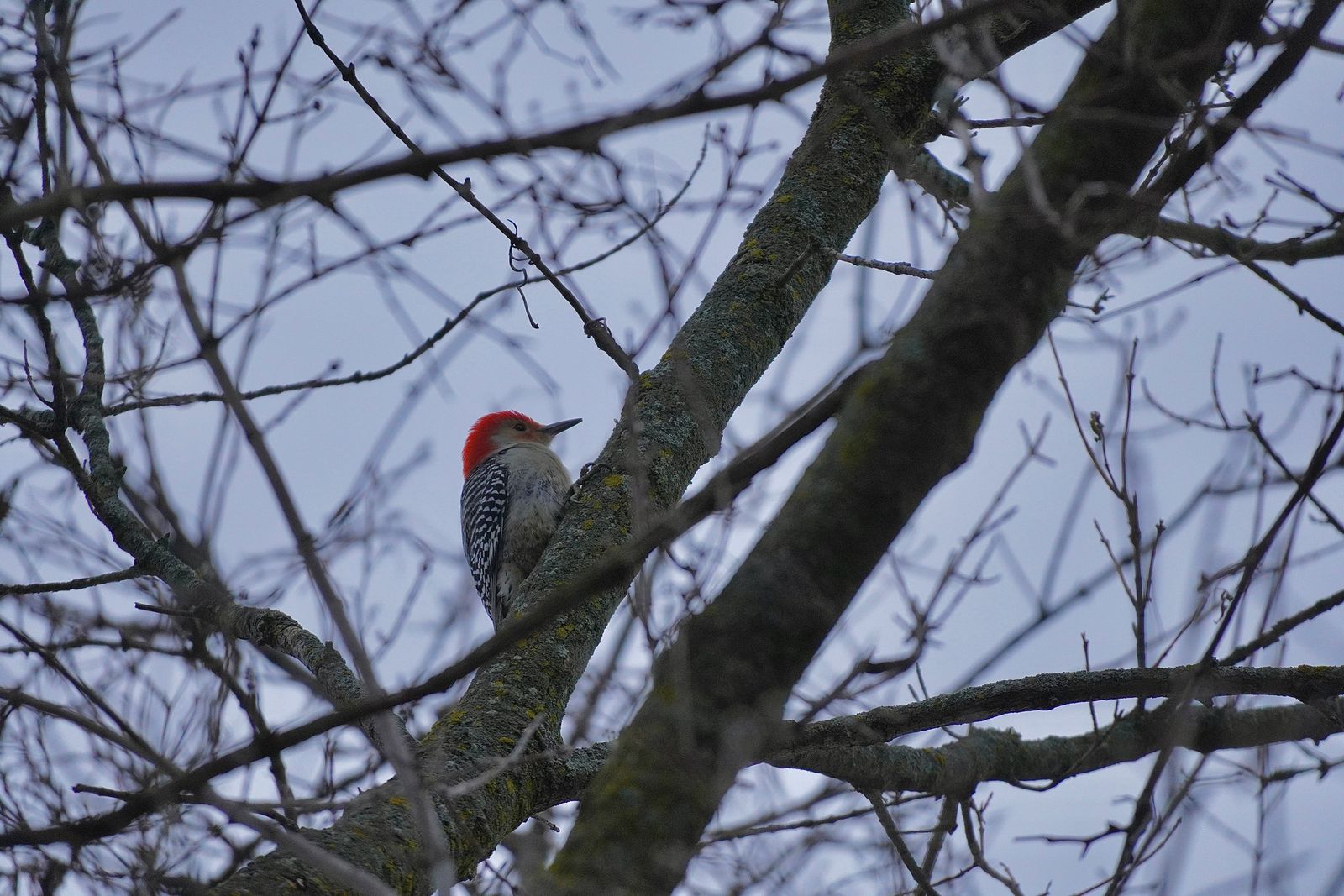 A bird clinging to a lichen-covered branch, Minnesota
