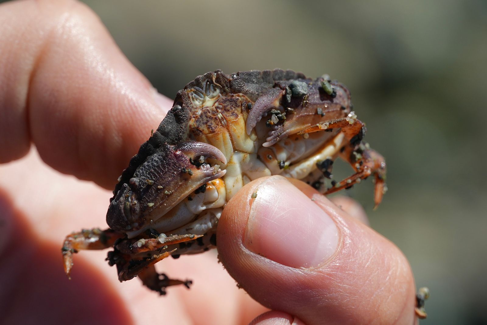Red rock crab (Cancer productus) held between fingers, Puget Sound tide pools