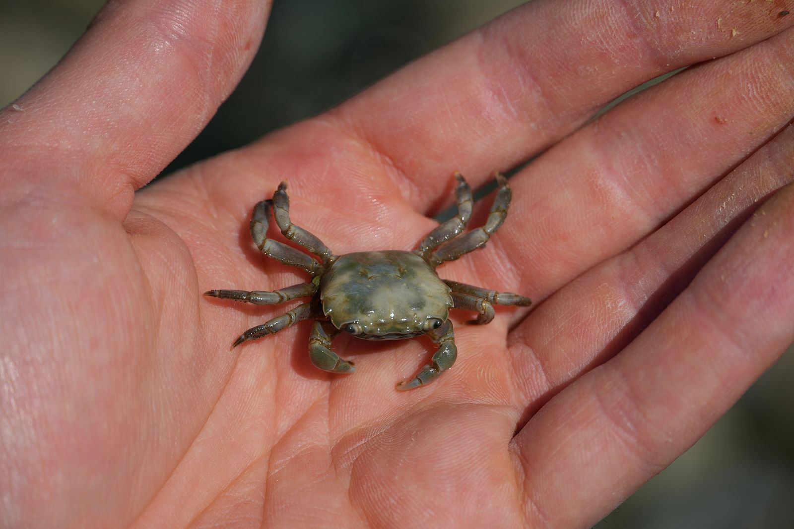 Yellow shore crab (Hemigrapsus oregonensis) resting on an open palm, Puget Sound tide pools