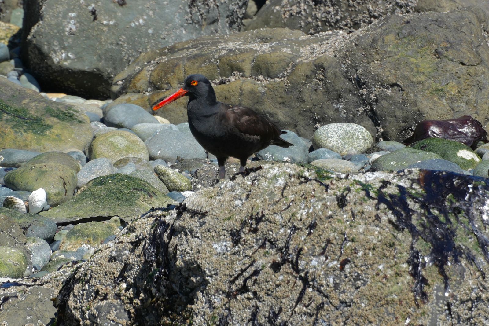 A black bird among stones and barnacle-covered rocks, Puget Sound tide pools