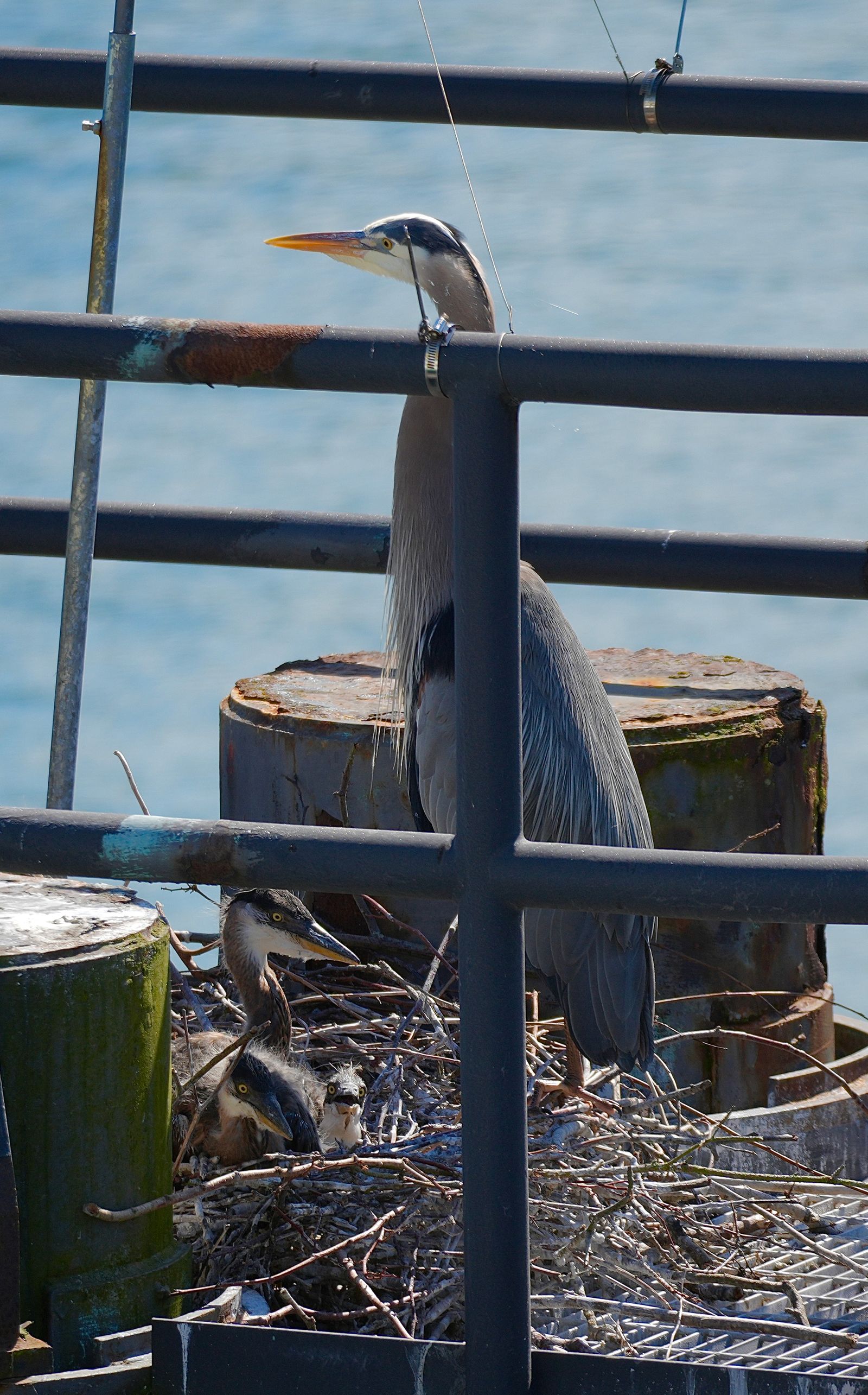 Four great blue herons (Ardea herodias) in a stick nest behind metal railings, Puget Sound tide pools