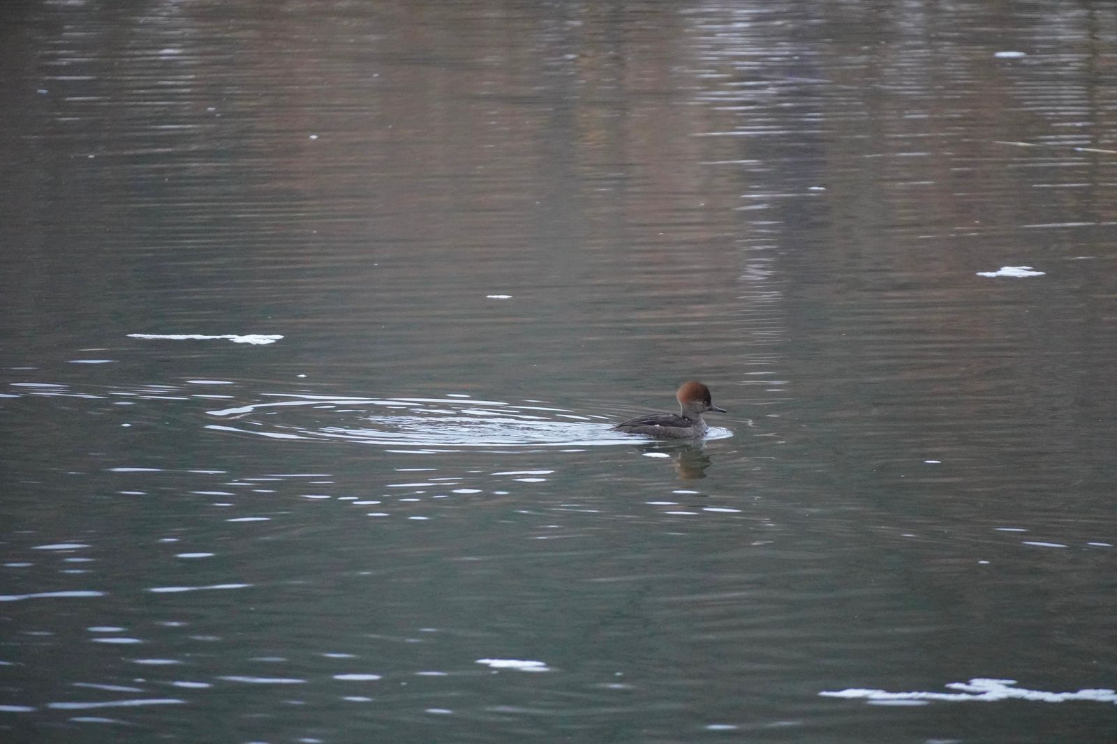 A duck swimming across rippled water with a trailing wake, Minnesota