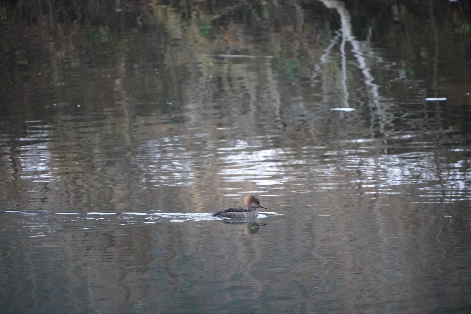 A duck swimming through tree reflections, Minnesota