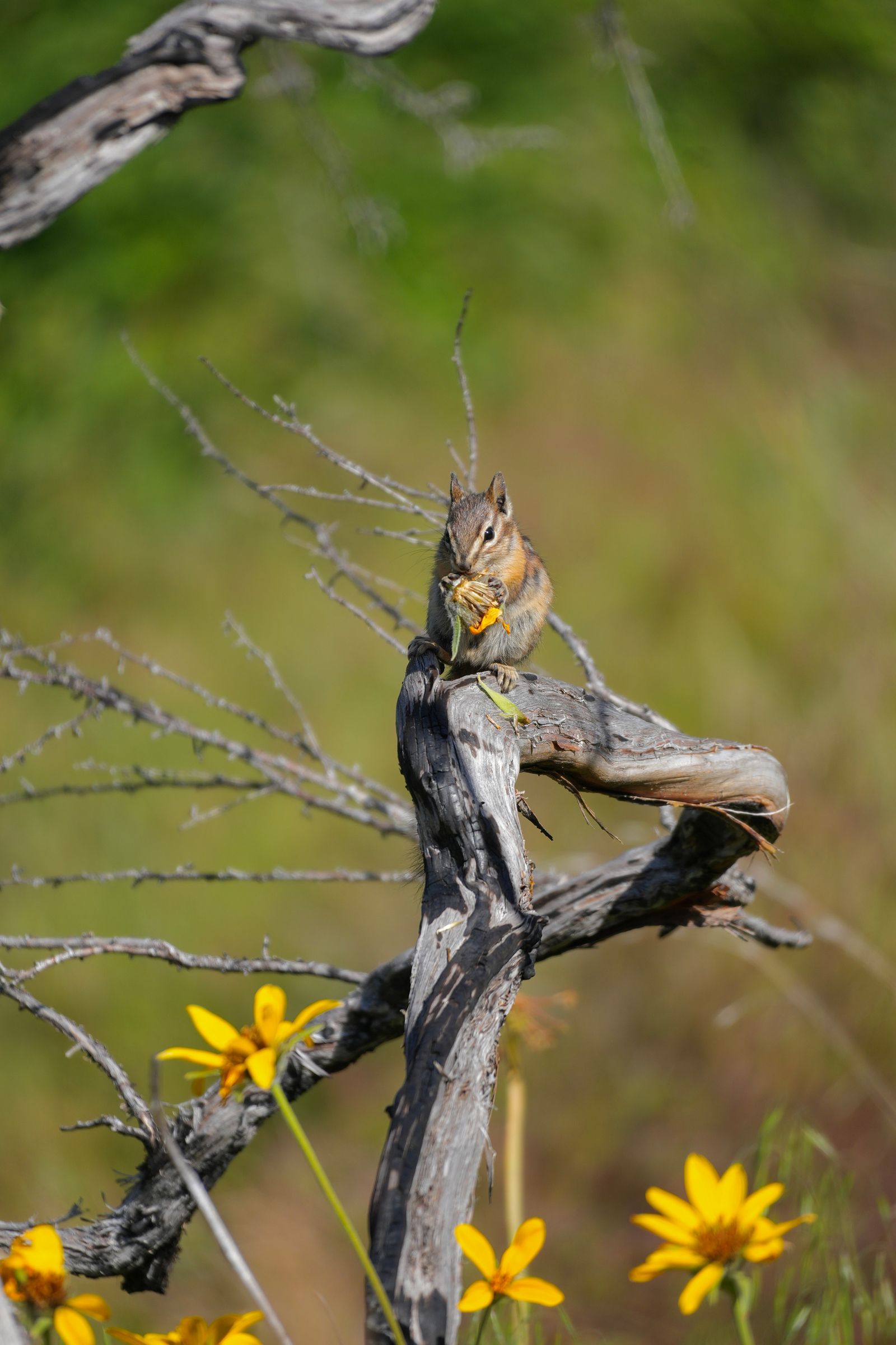 Western chipmunk (Neotamias) holding a yellow flower on a weathered branch, shrub-steppe