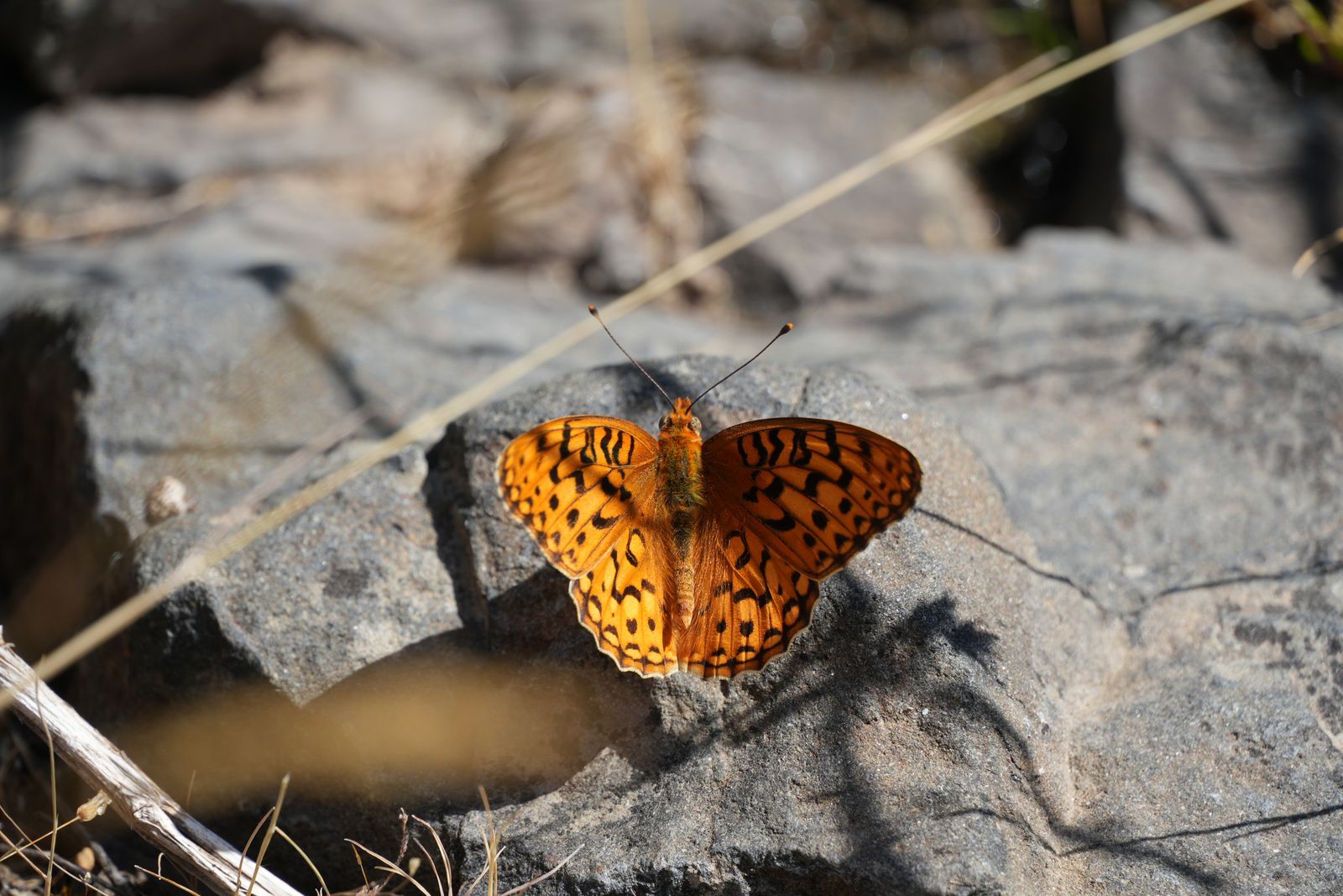 Coronis fritillary (Argynnis coronis) resting on a gray rock, shrub-steppe