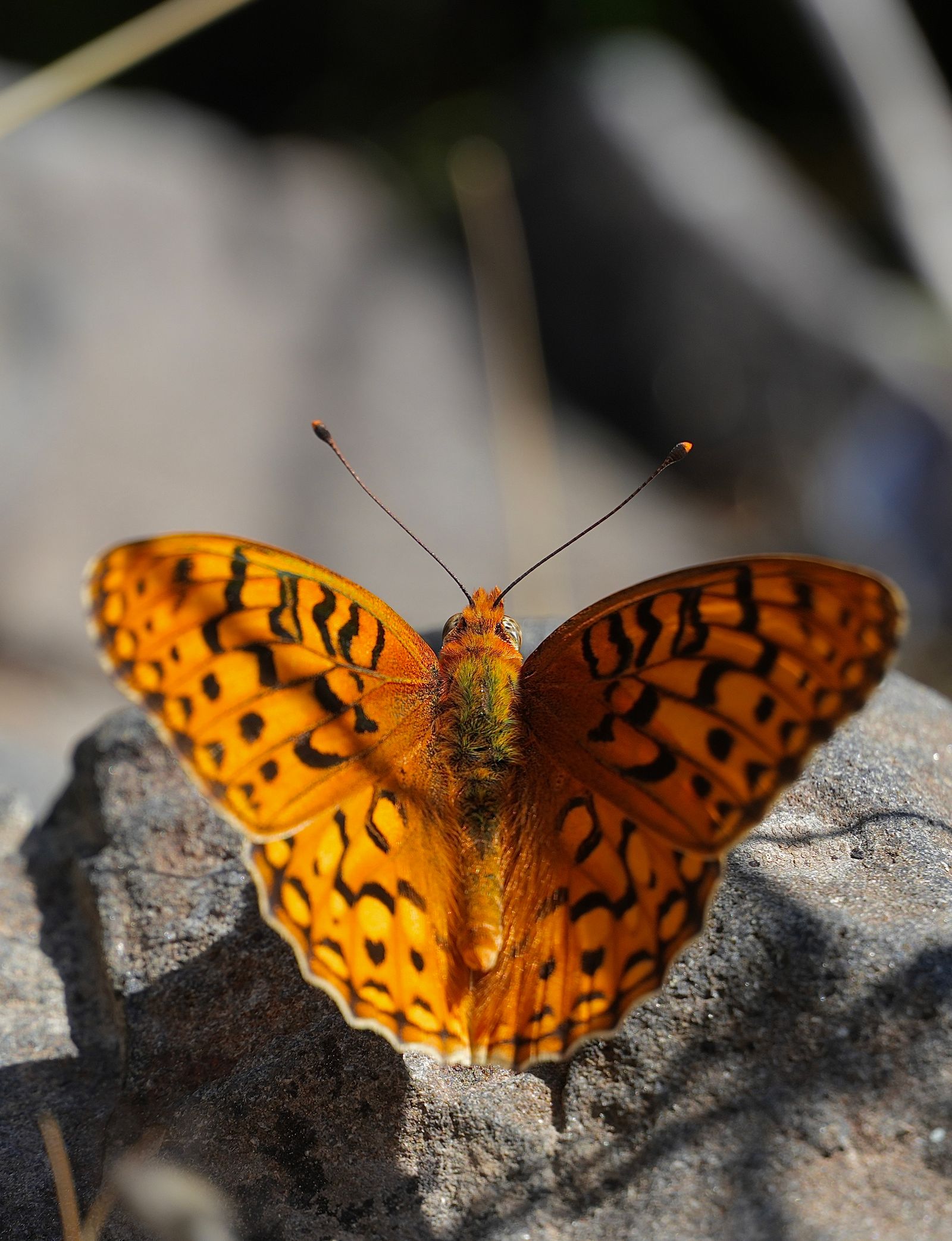 Coronis fritillary (Argynnis coronis) resting on a gray rock, shrub-steppe