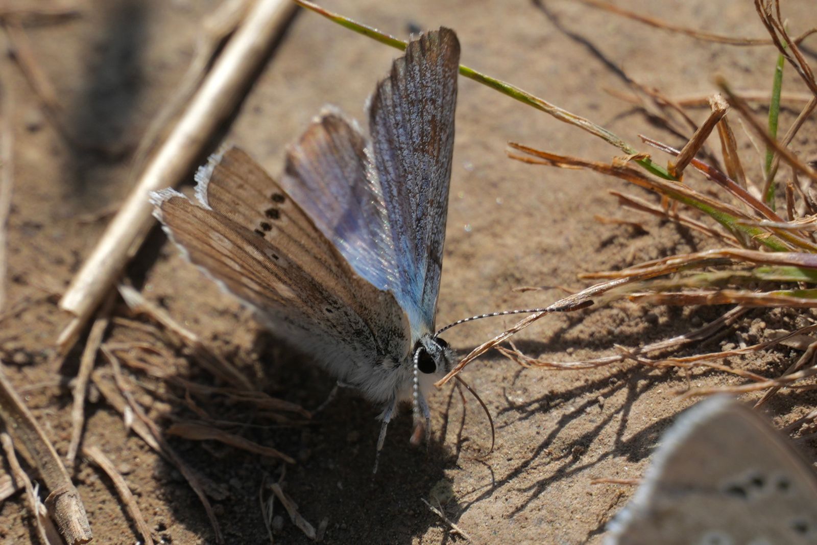 Two lupine blues (Icaricia lupini) resting on bare soil among dry stems, shrub-steppe