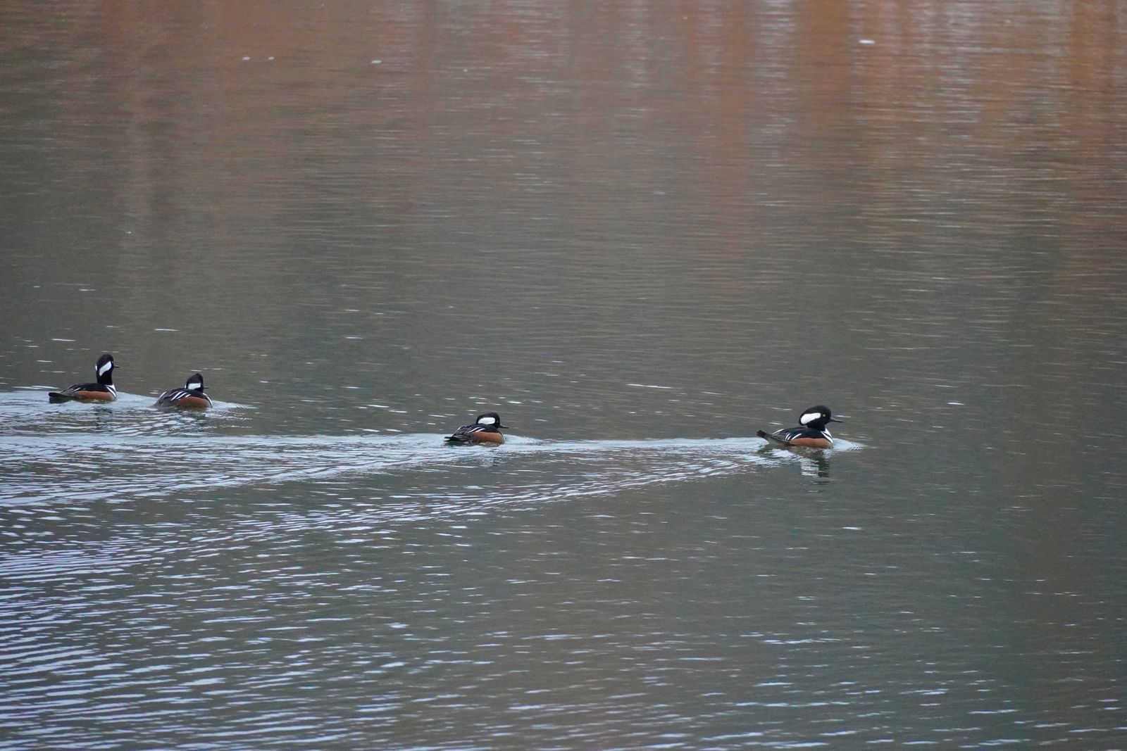 Four ducks swimming across rippled water with trailing wakes, Minnesota