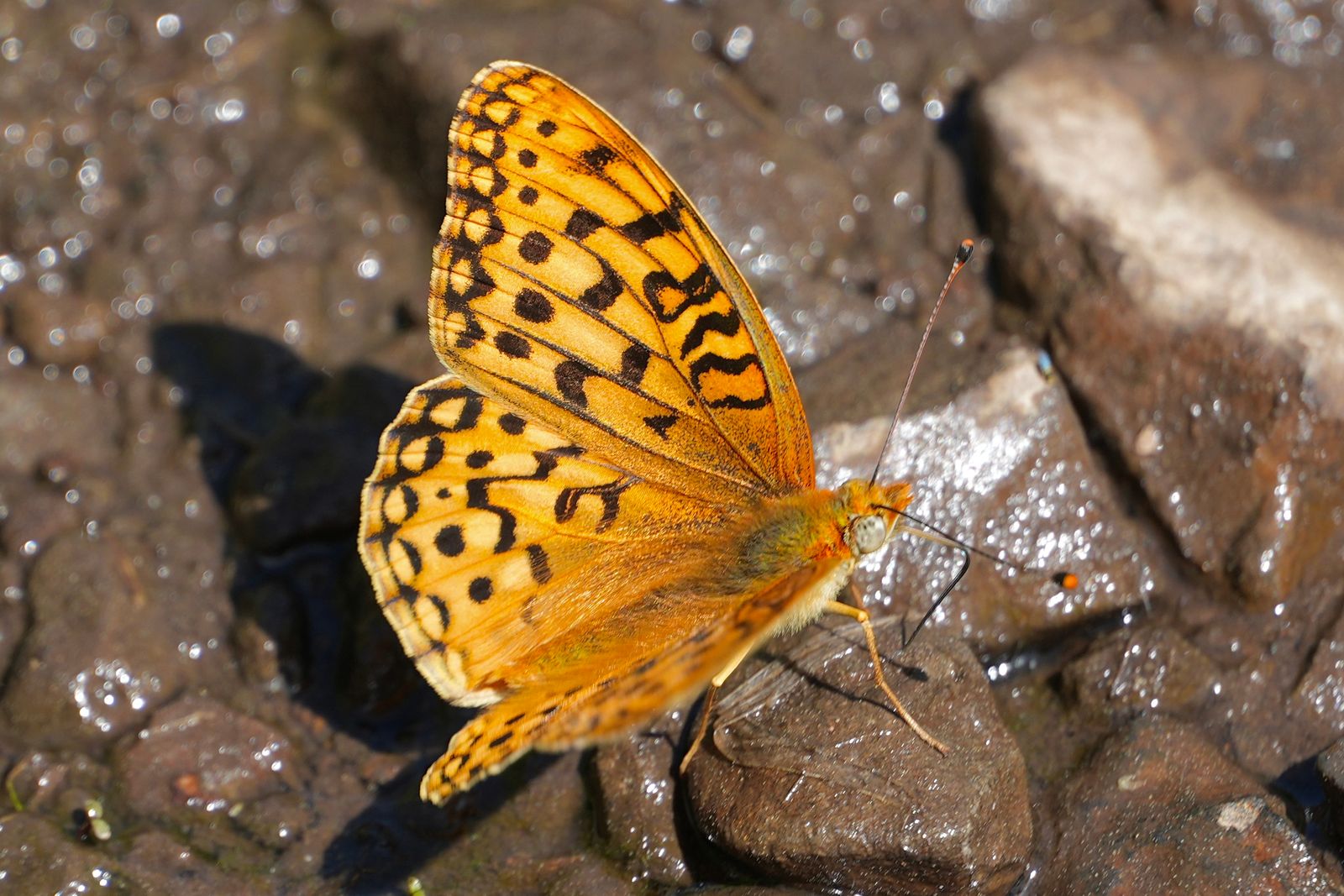 Coronis fritillary (Argynnis coronis) resting on wet stones, shrub-steppe
