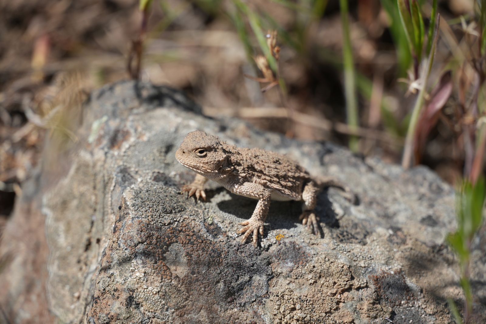 Pygmy short-horned lizard (Phrynosoma douglasii) on a lichen-covered rock among grass stems, shrub-steppe
