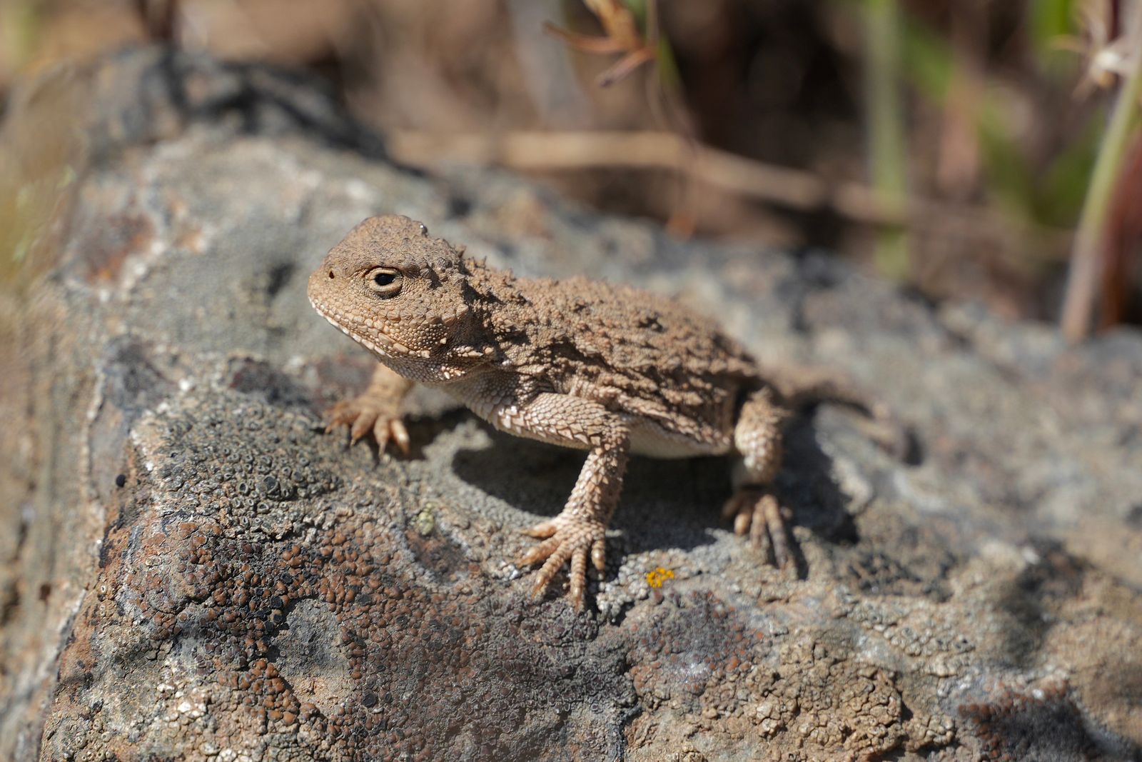 Pygmy short-horned lizard (Phrynosoma douglasii) standing on a lichen-covered rock, shrub-steppe