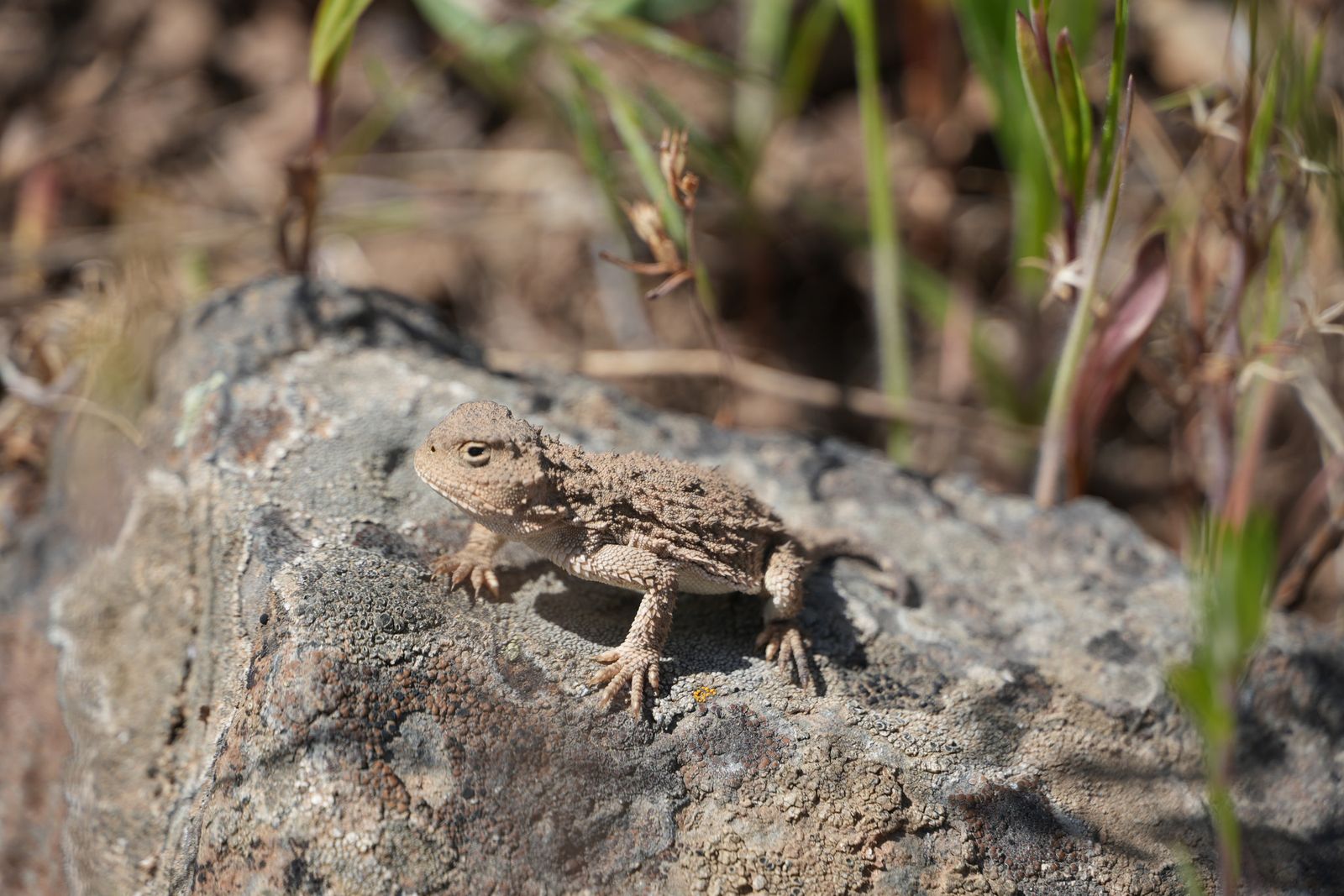 Pygmy short-horned lizard (Phrynosoma douglasii) on a lichen-covered rock among grass stems, shrub-steppe