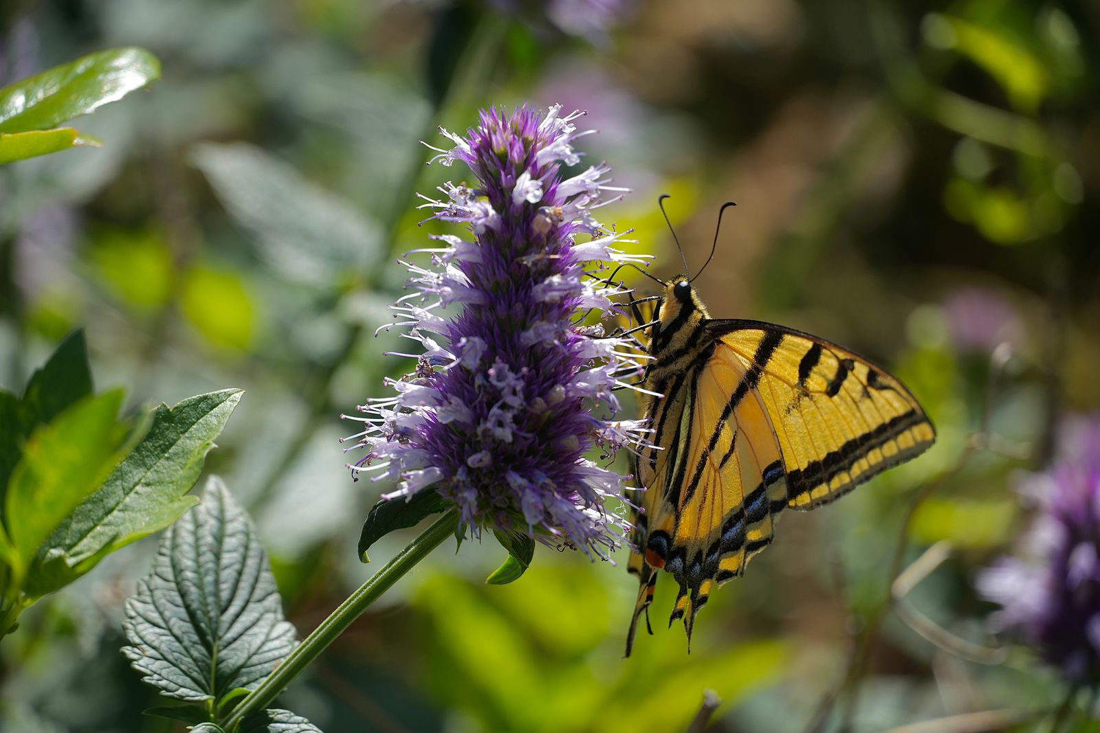 Two-tailed swallowtail (Papilio multicaudata) perched on a purple flower spike, shrub-steppe