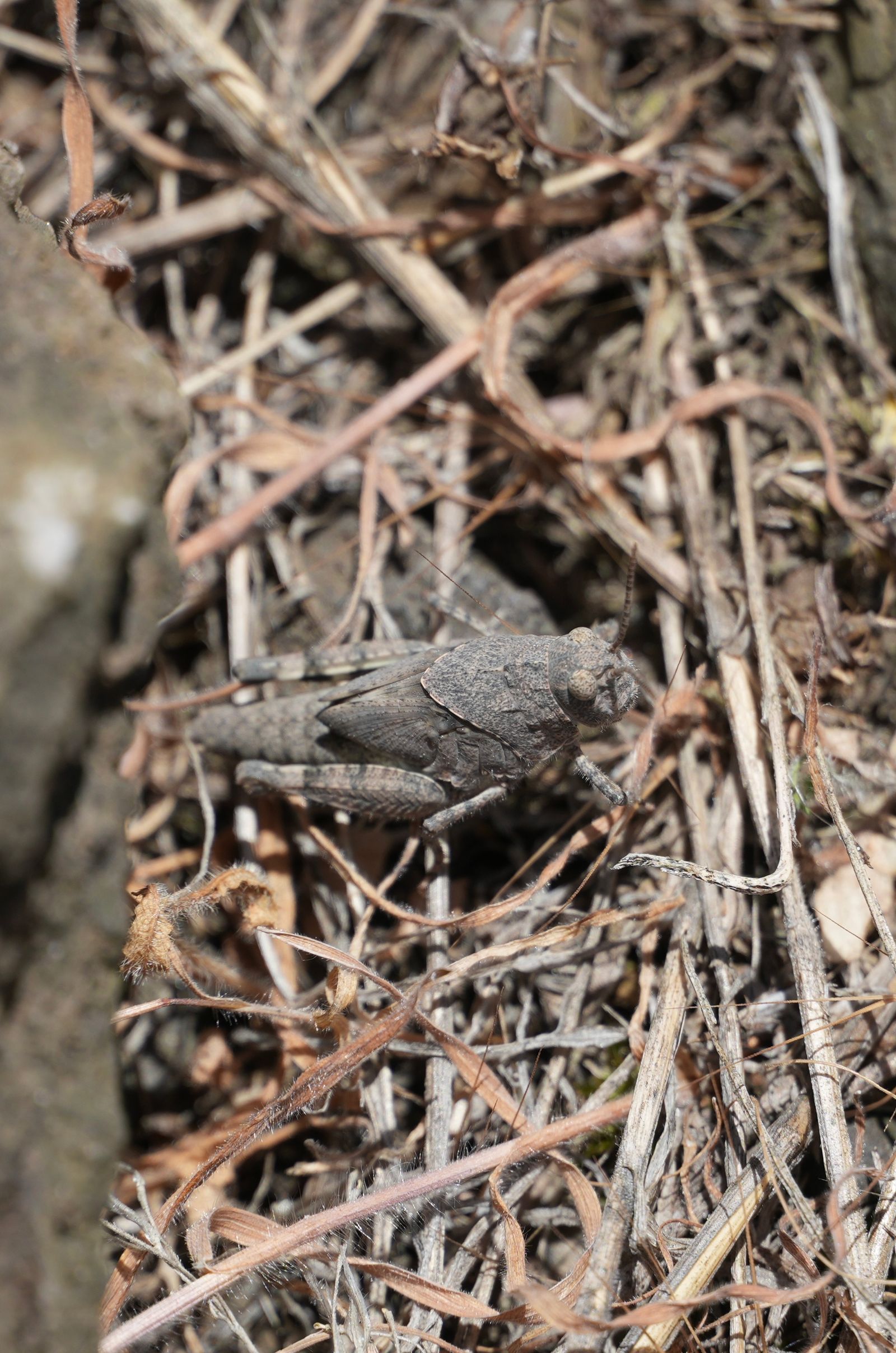 A mottled insect among dry stems beside a rock, shrub-steppe