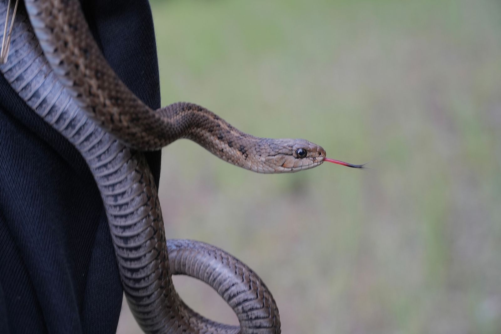 Wandering garter snake (Thamnophis elegans vagrans) on black fabric with its tongue extended, shrub-steppe