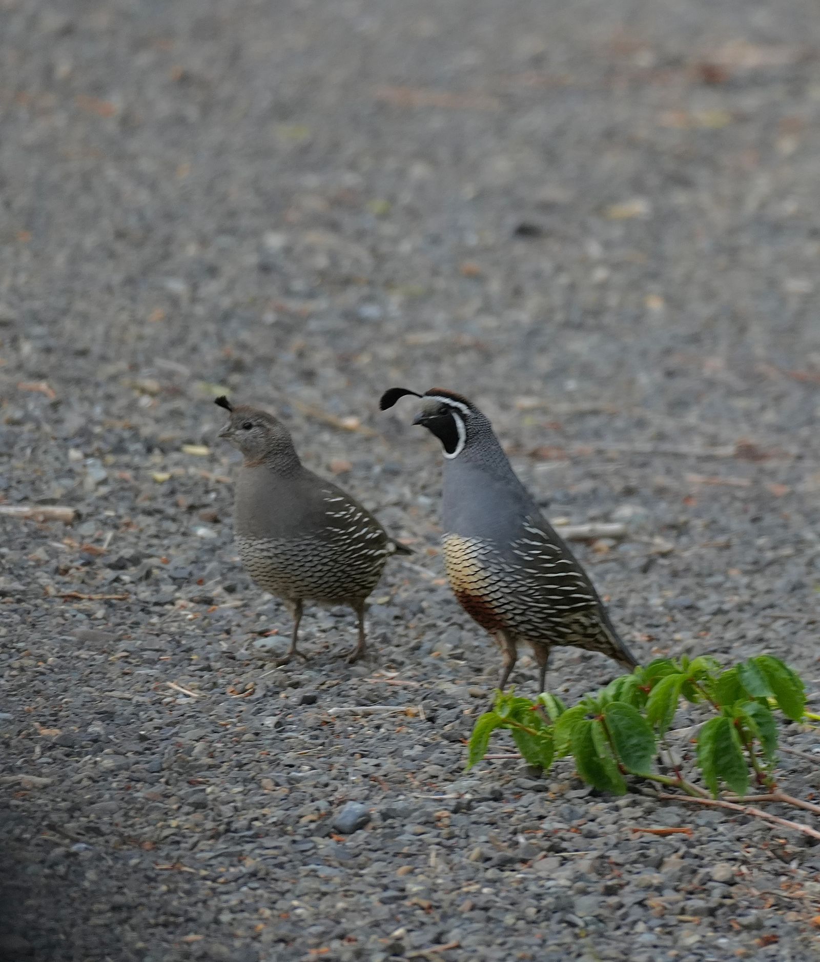 Two crested birds on gravel beside a leafy branch, shrub-steppe
