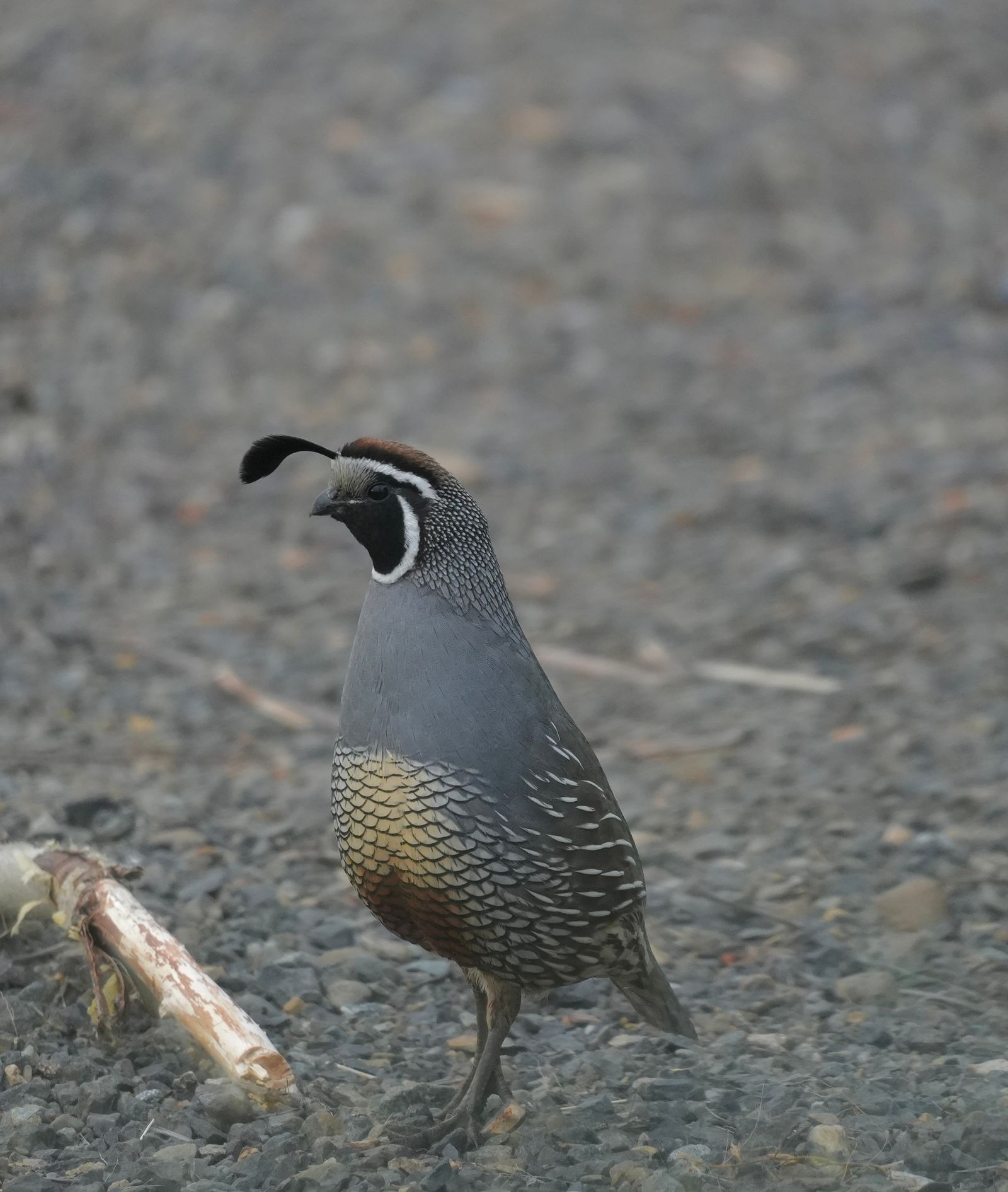 A crested bird on gravel beside a fallen branch, shrub-steppe