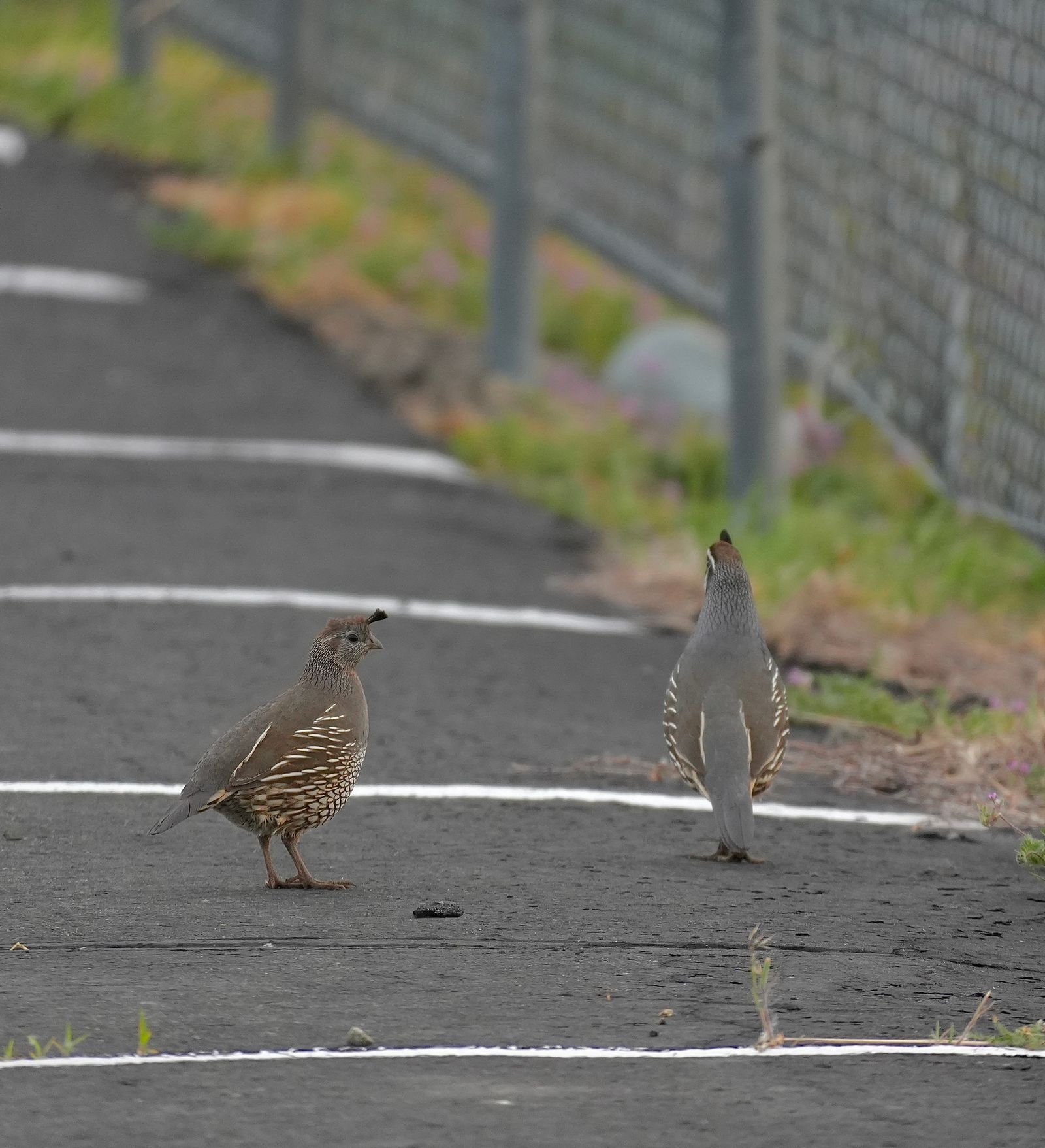 Two crested birds on marked pavement beside a wire fence, shrub-steppe