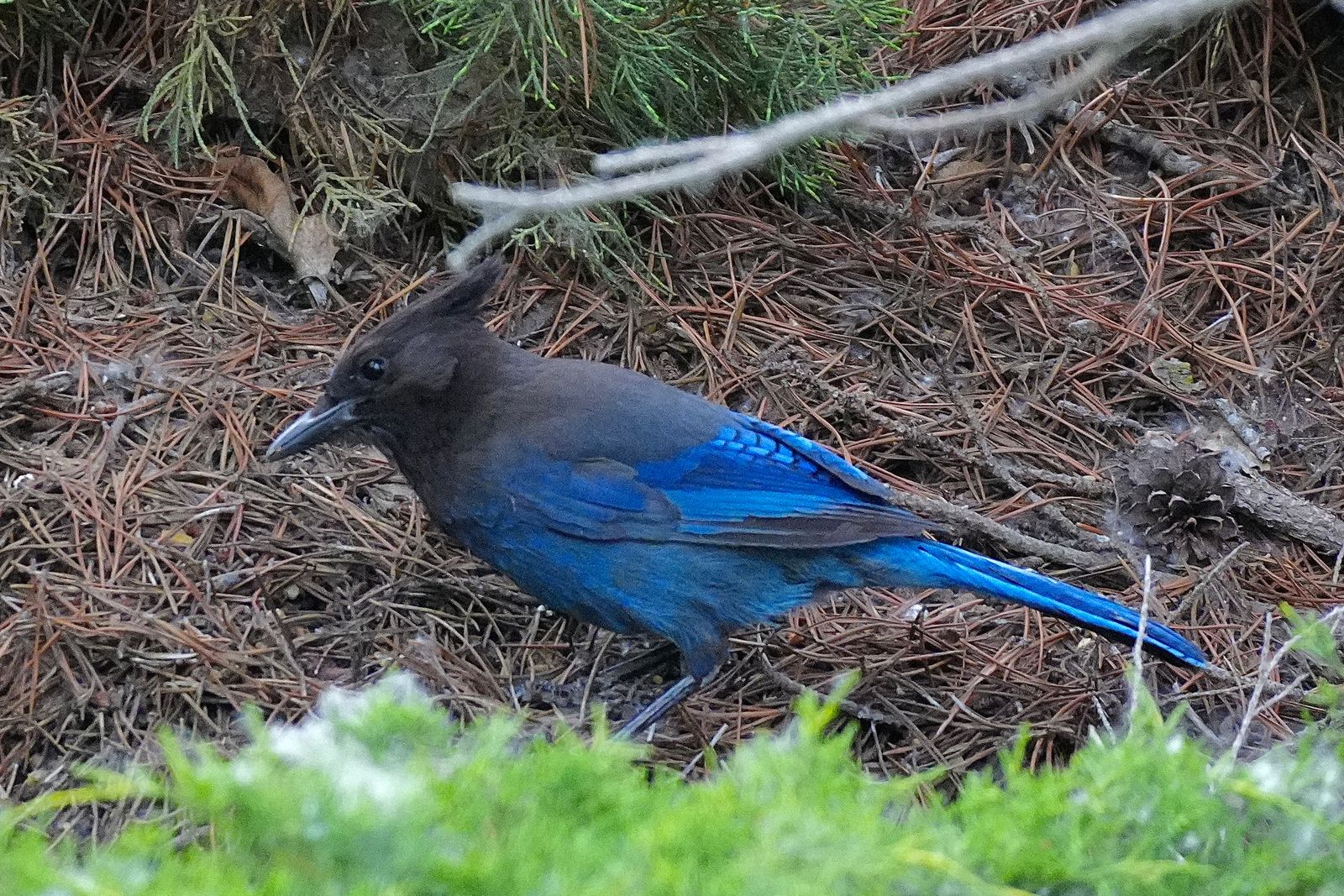 Steller's jay (Cyanocitta stelleri) on pine needles beside a pine cone, shrub-steppe