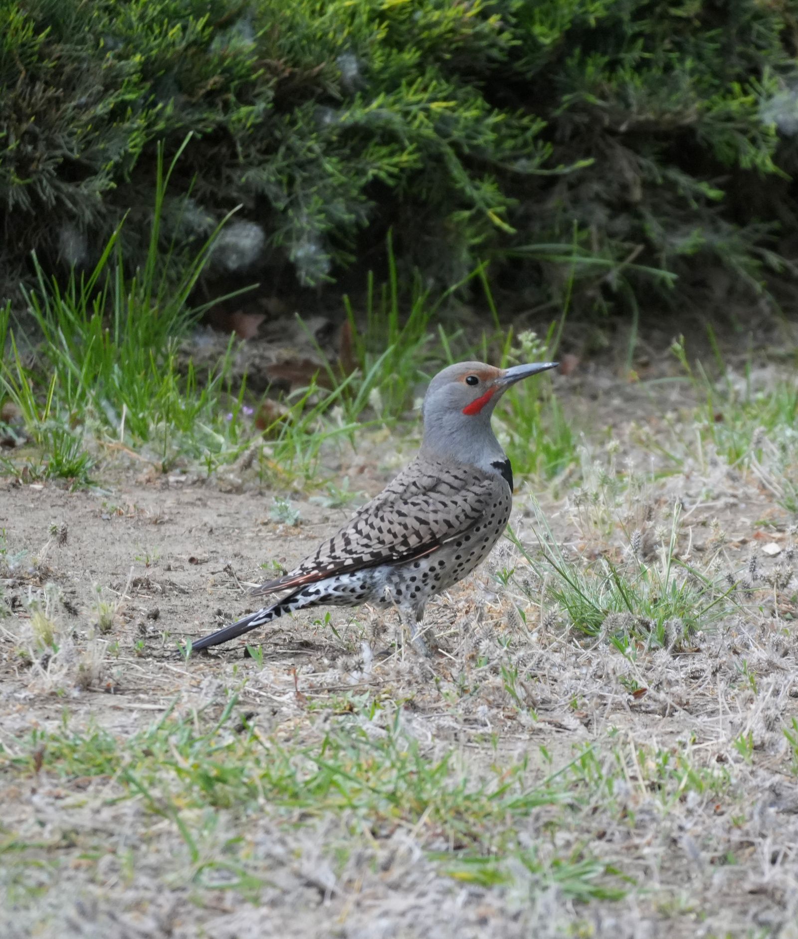 Northern flicker (Colaptes auratus) standing on bare ground below shrubs, shrub-steppe