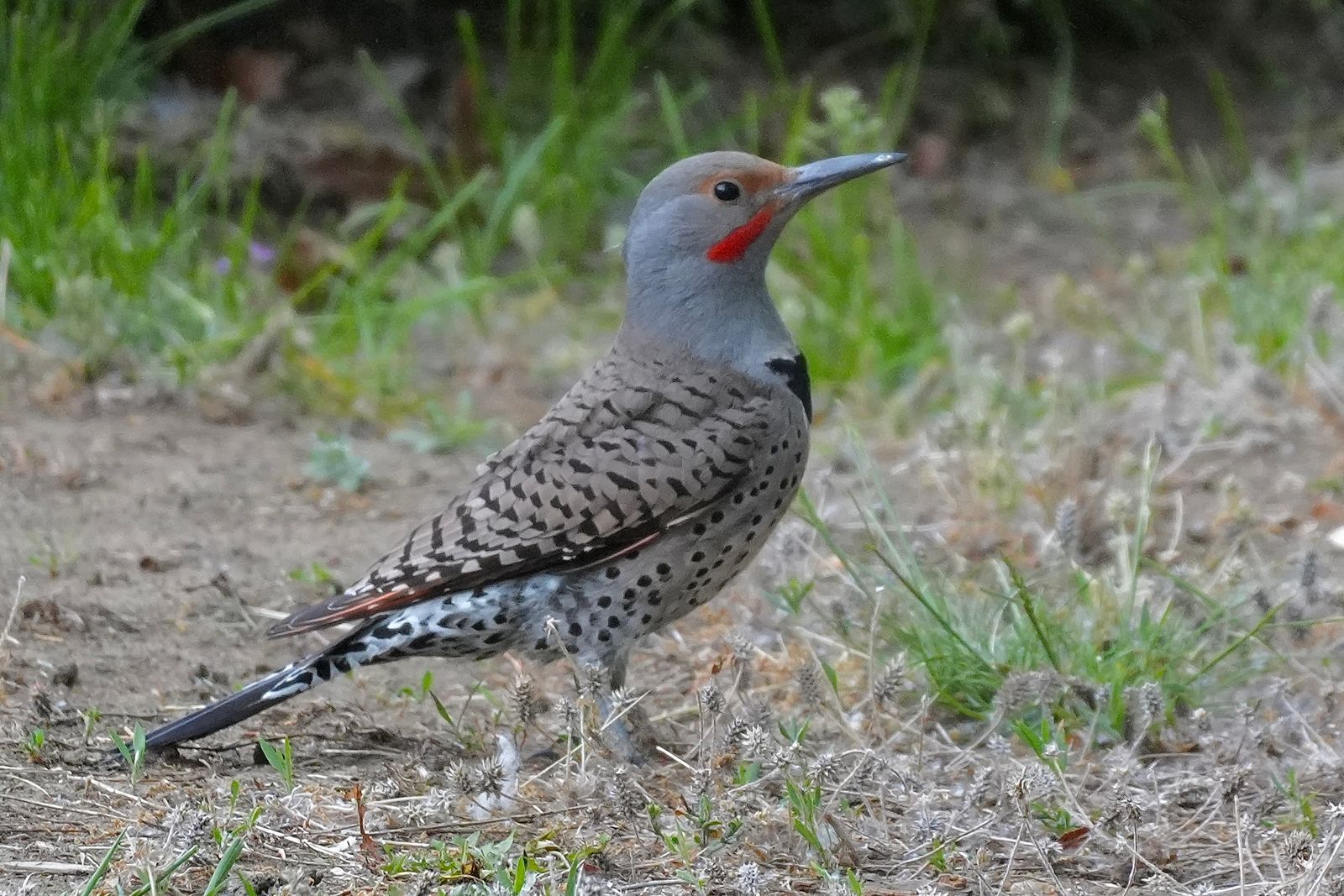 Northern flicker (Colaptes auratus) standing on bare ground among sparse grass, shrub-steppe