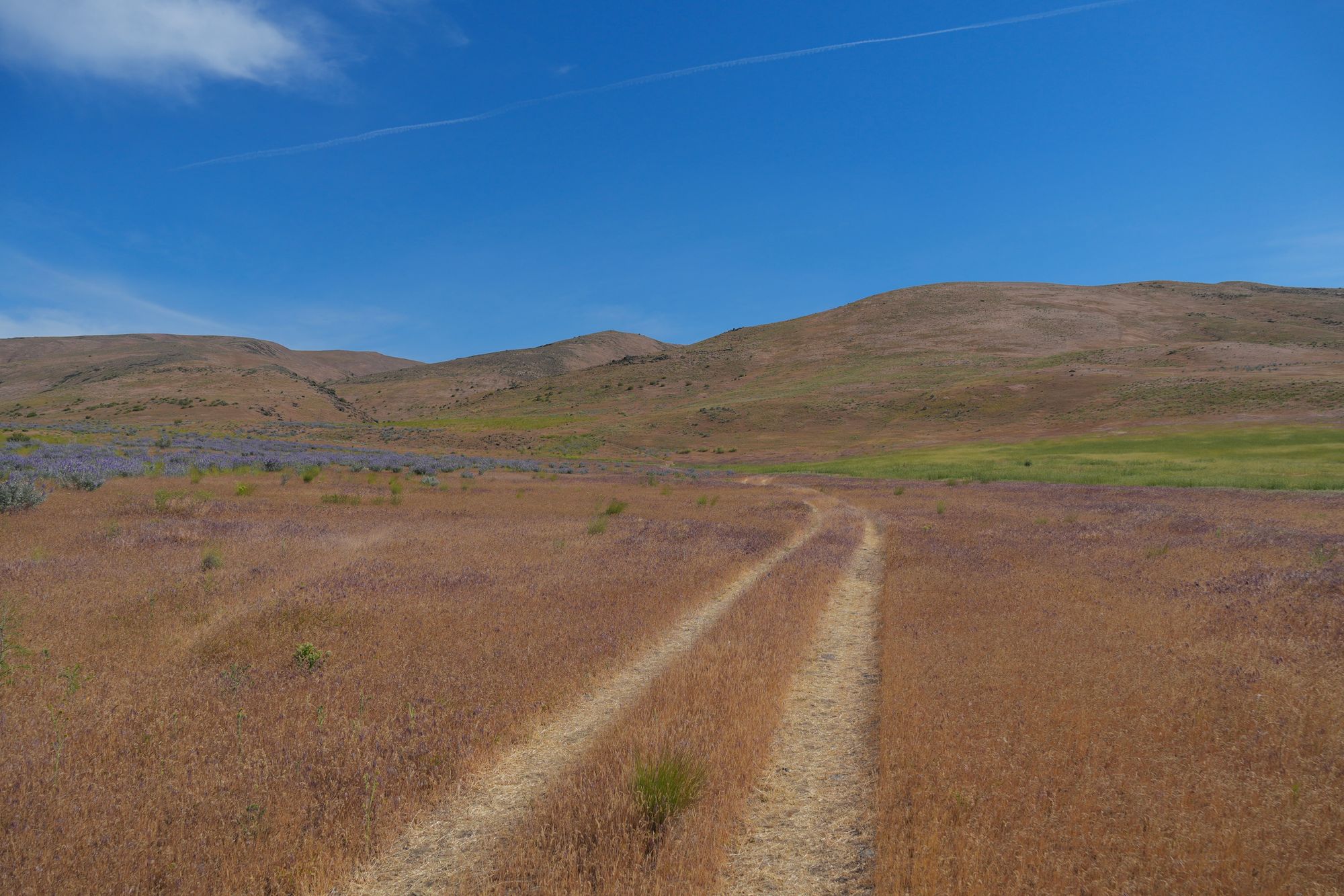 Shrub-steppe with dirt tracks and wildflowers below rounded hills