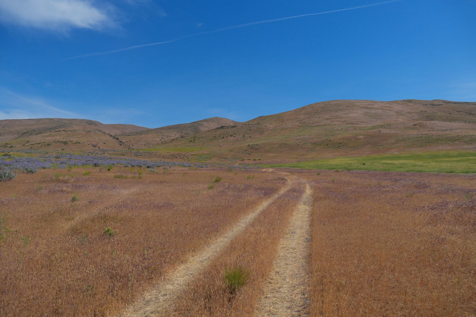 Shrub-steppe with dirt tracks and wildflowers below rounded hills