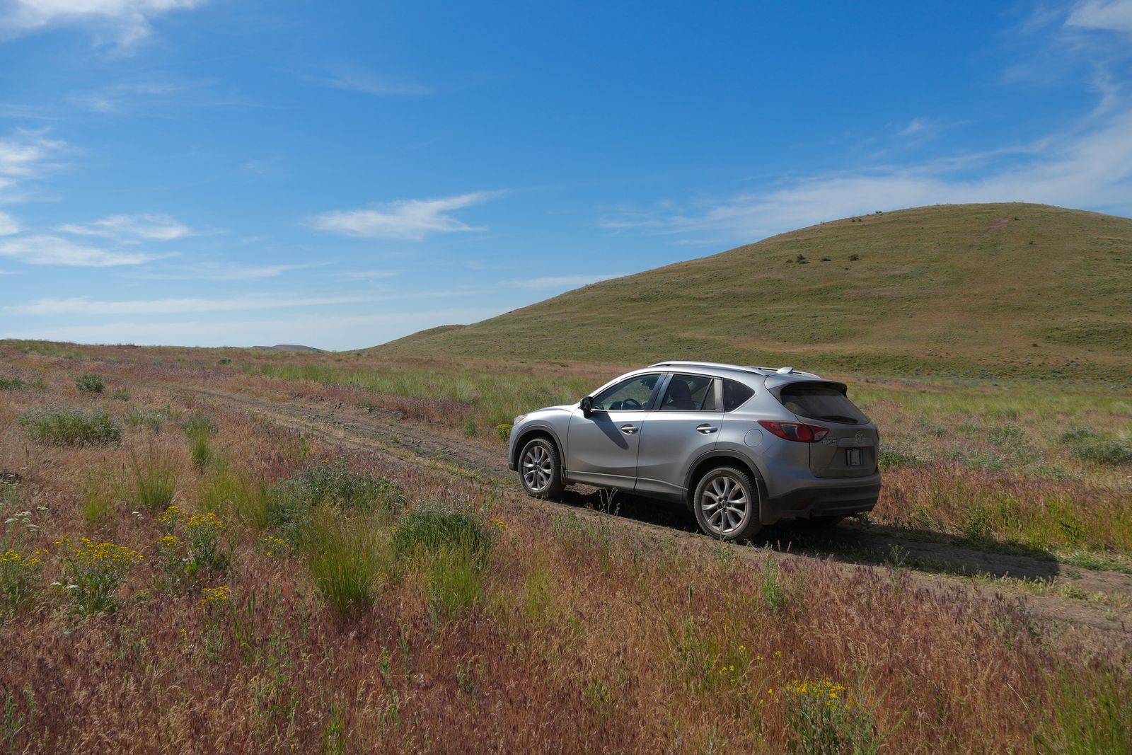 A silver SUV on a dirt track beside yellow wildflowers, shrub-steppe