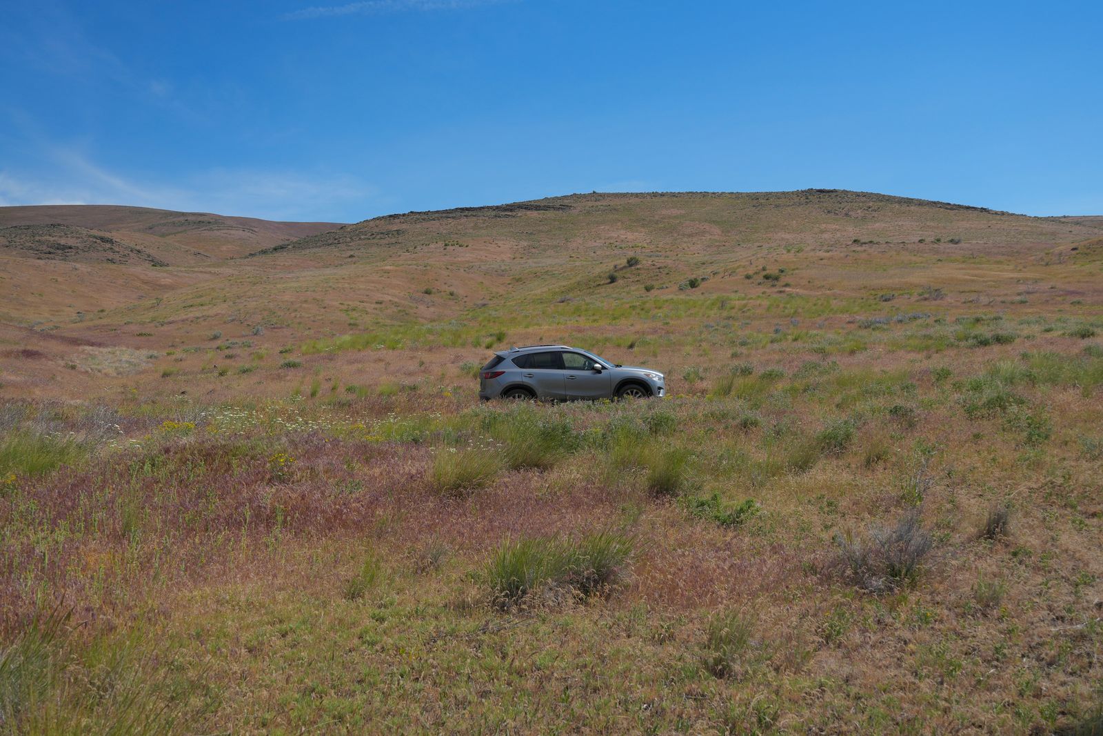 A silver SUV among grasses below low rolling hills, shrub-steppe