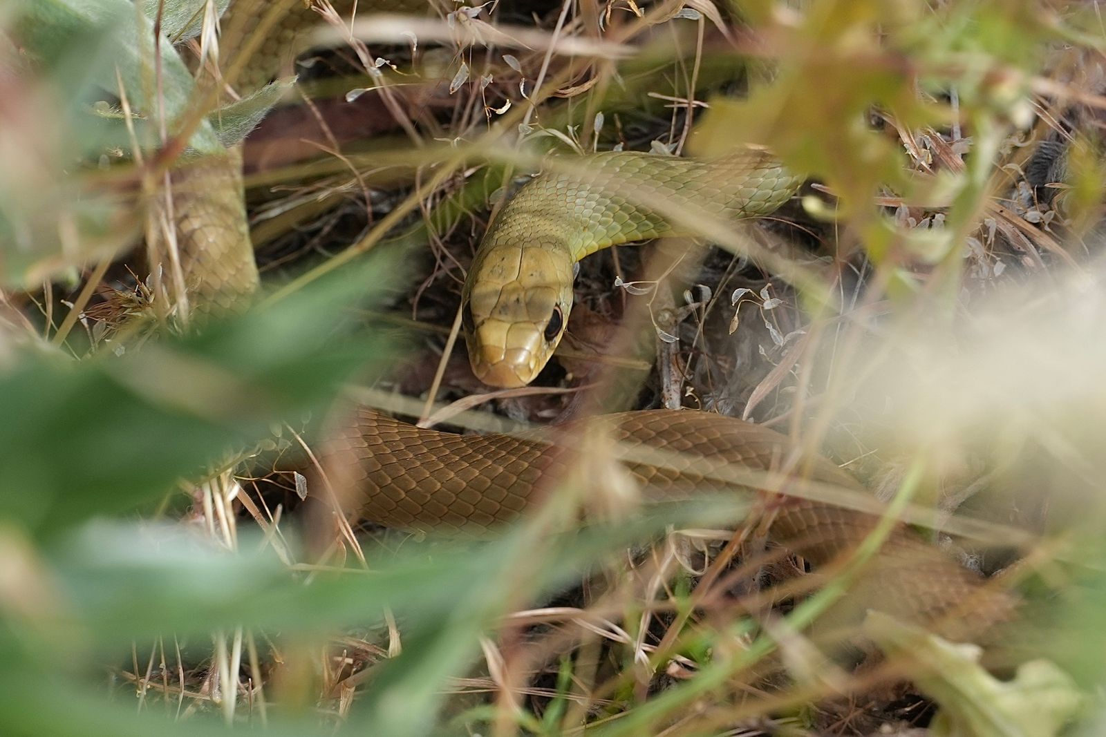 A snake curled among dry stems and green leaves, shrub-steppe