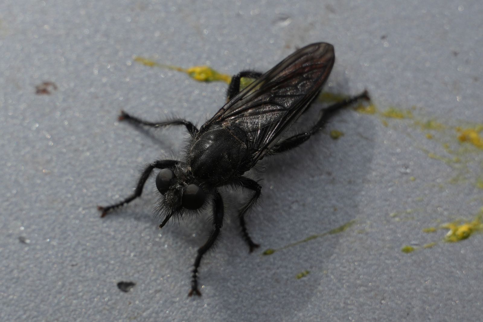 A black fly resting amid yellow streaks, shrub-steppe