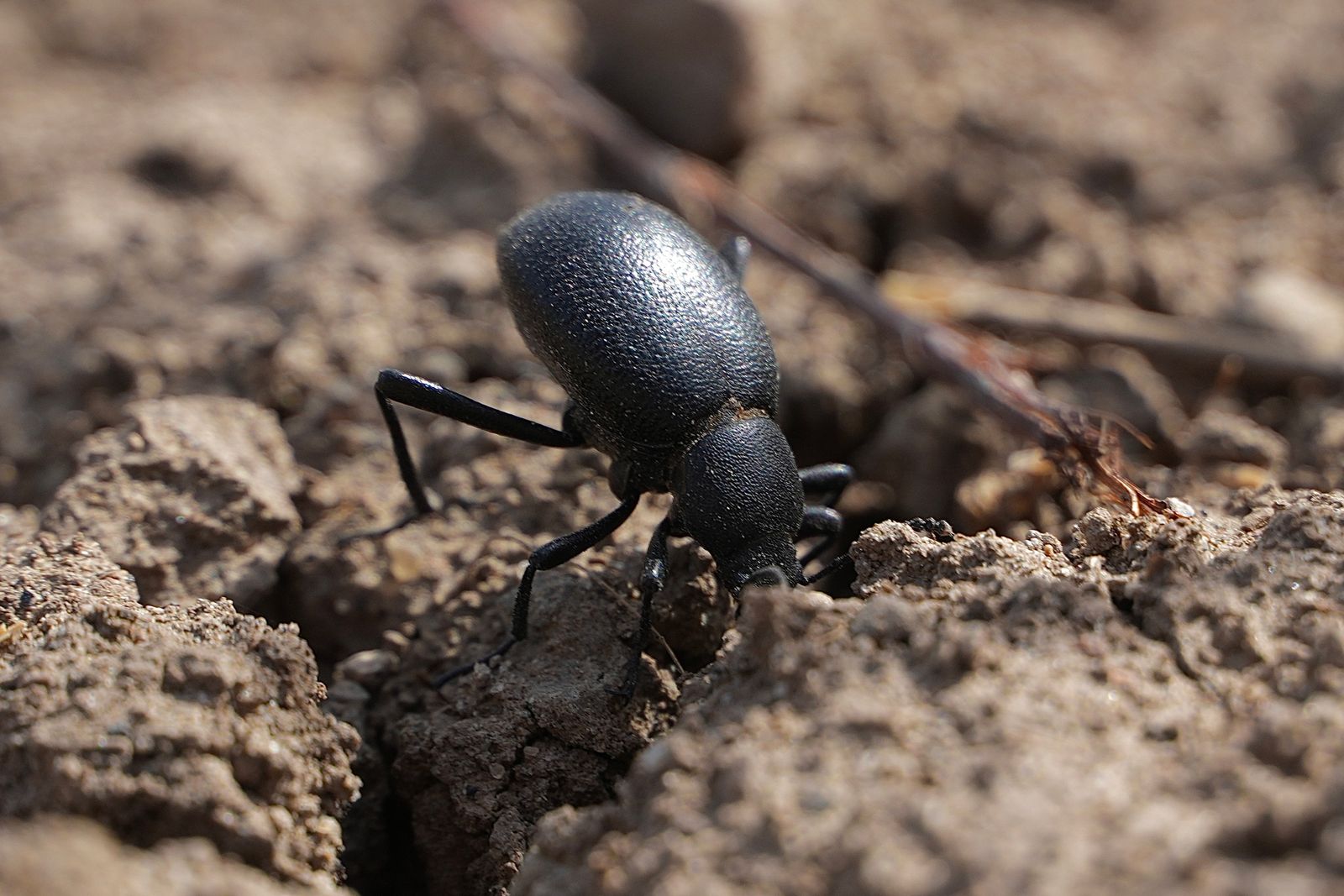 A black beetle on clumped soil beside dry twigs, shrub-steppe