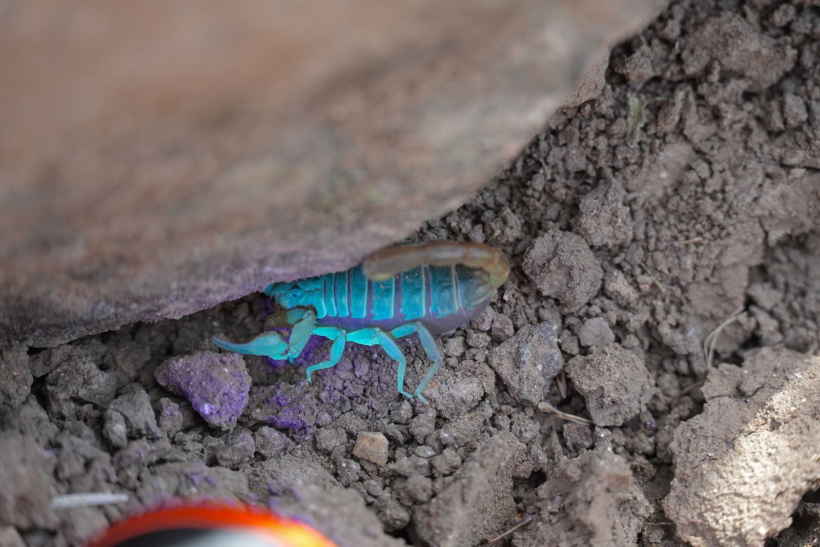 A scorpion beneath a rock under blue-purple light, shrub-steppe