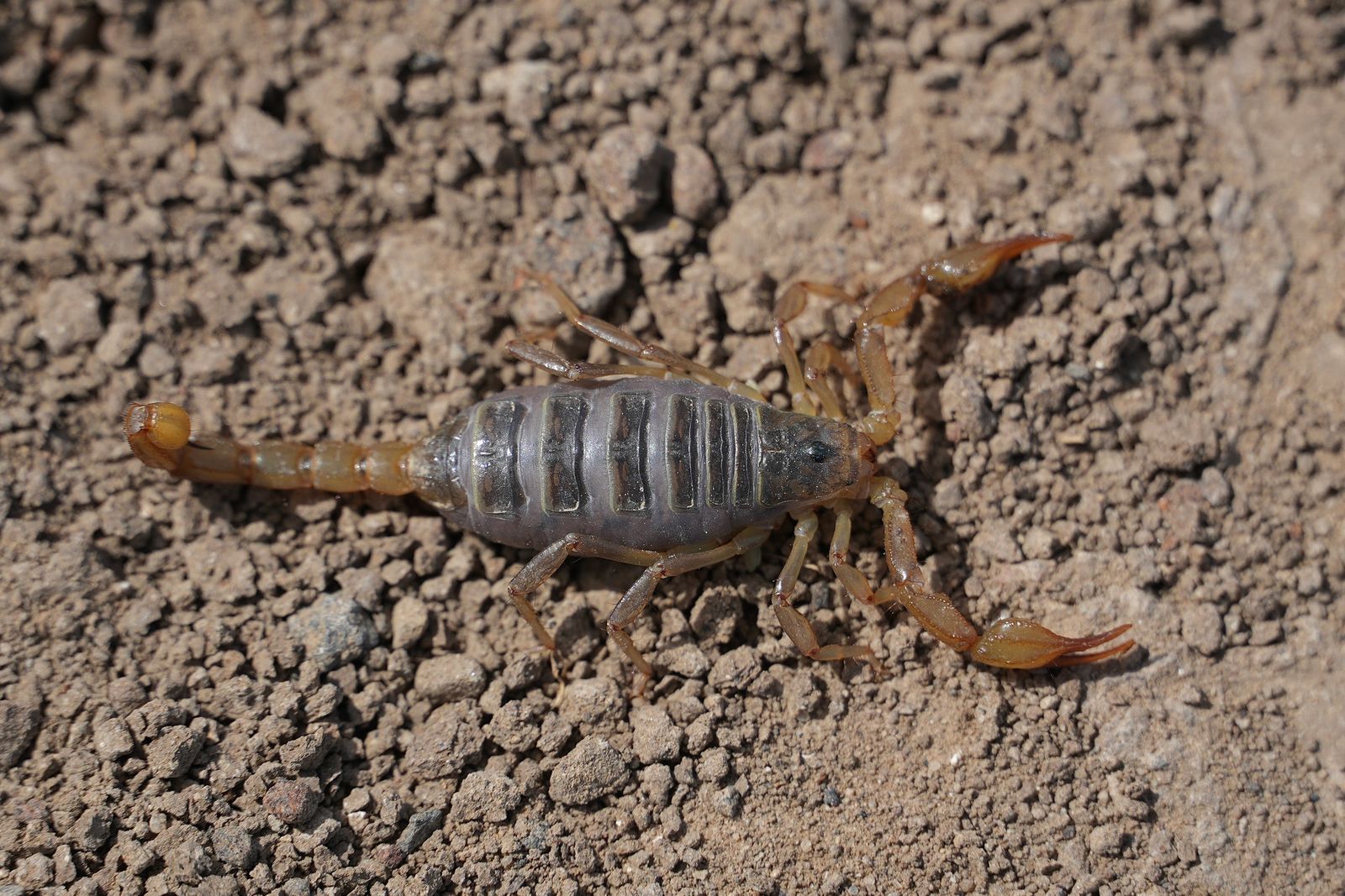 A scorpion on gravelly soil, shrub-steppe