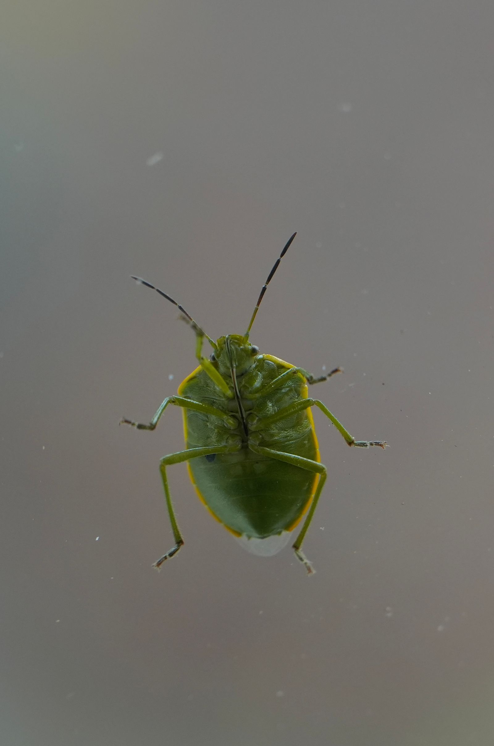 A green insect on glass, Ball Mountain