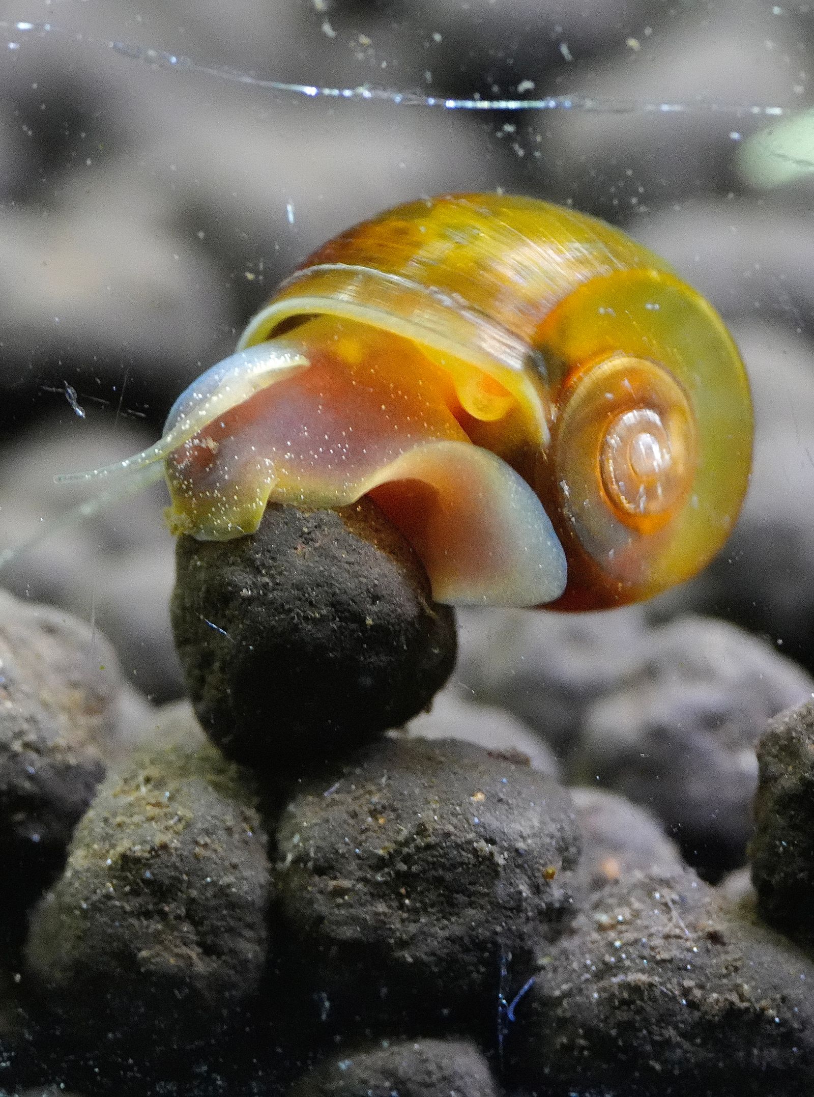 A snail on dark pebbles underwater, Ball Mountain