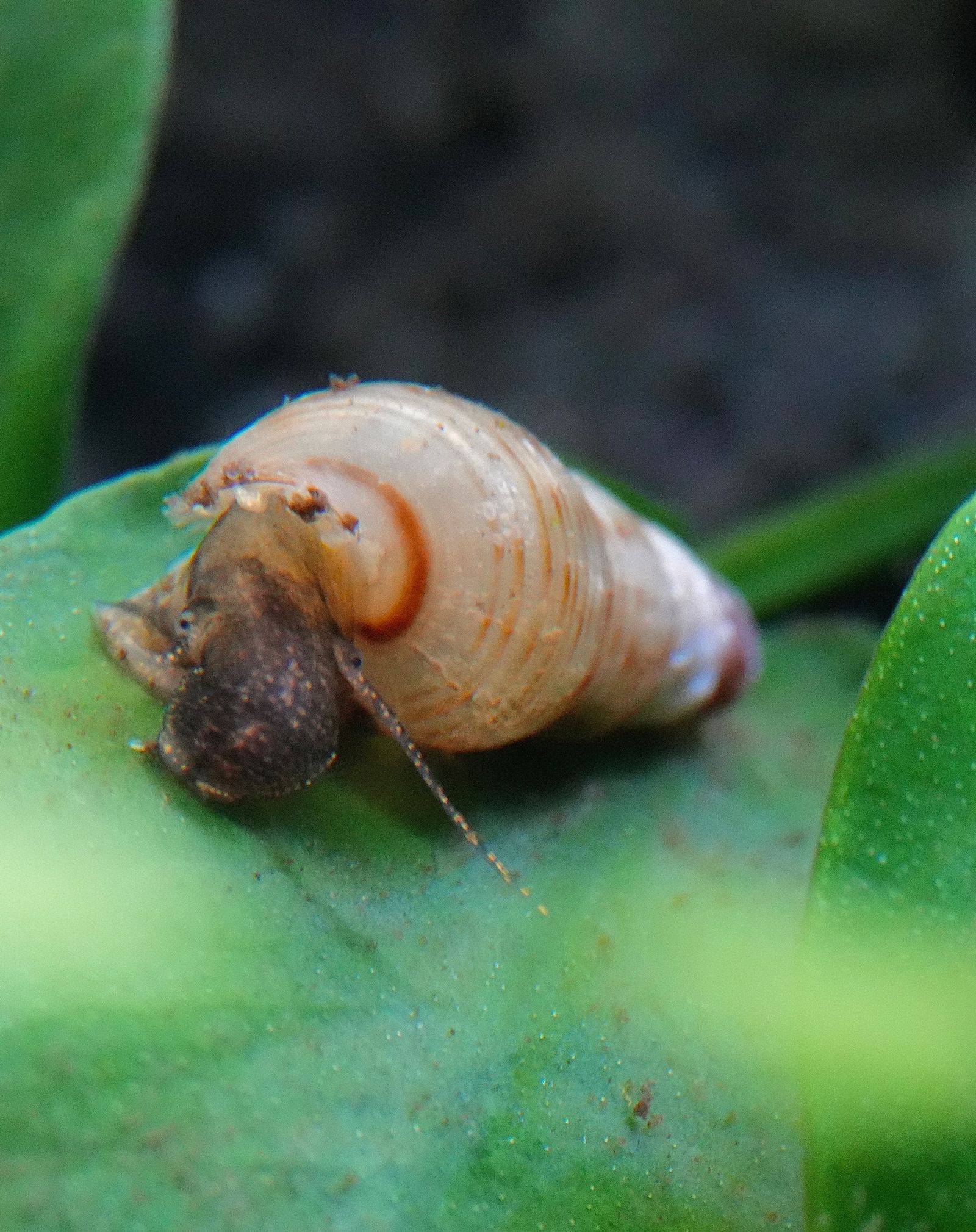 A hermit crab in a pale shell on a leaf, Ball Mountain