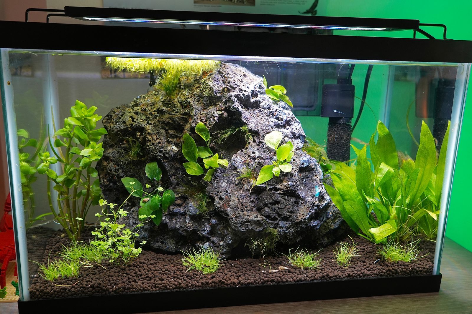 A planted aquarium with plants around a large rock, Ball Mountain