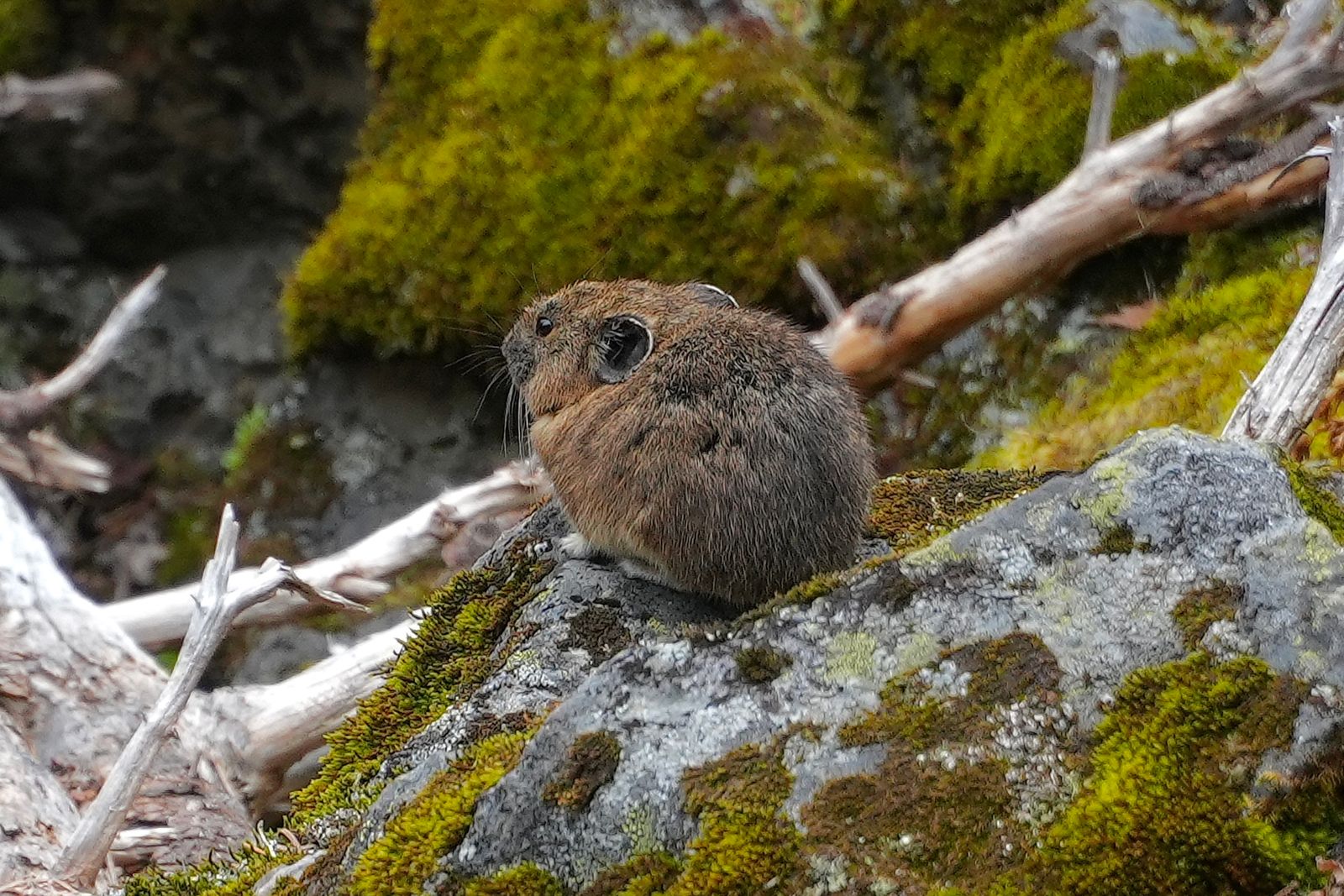 American pika (Ochotona princeps) on a mossy rock among fallen branches, Ball Mountain